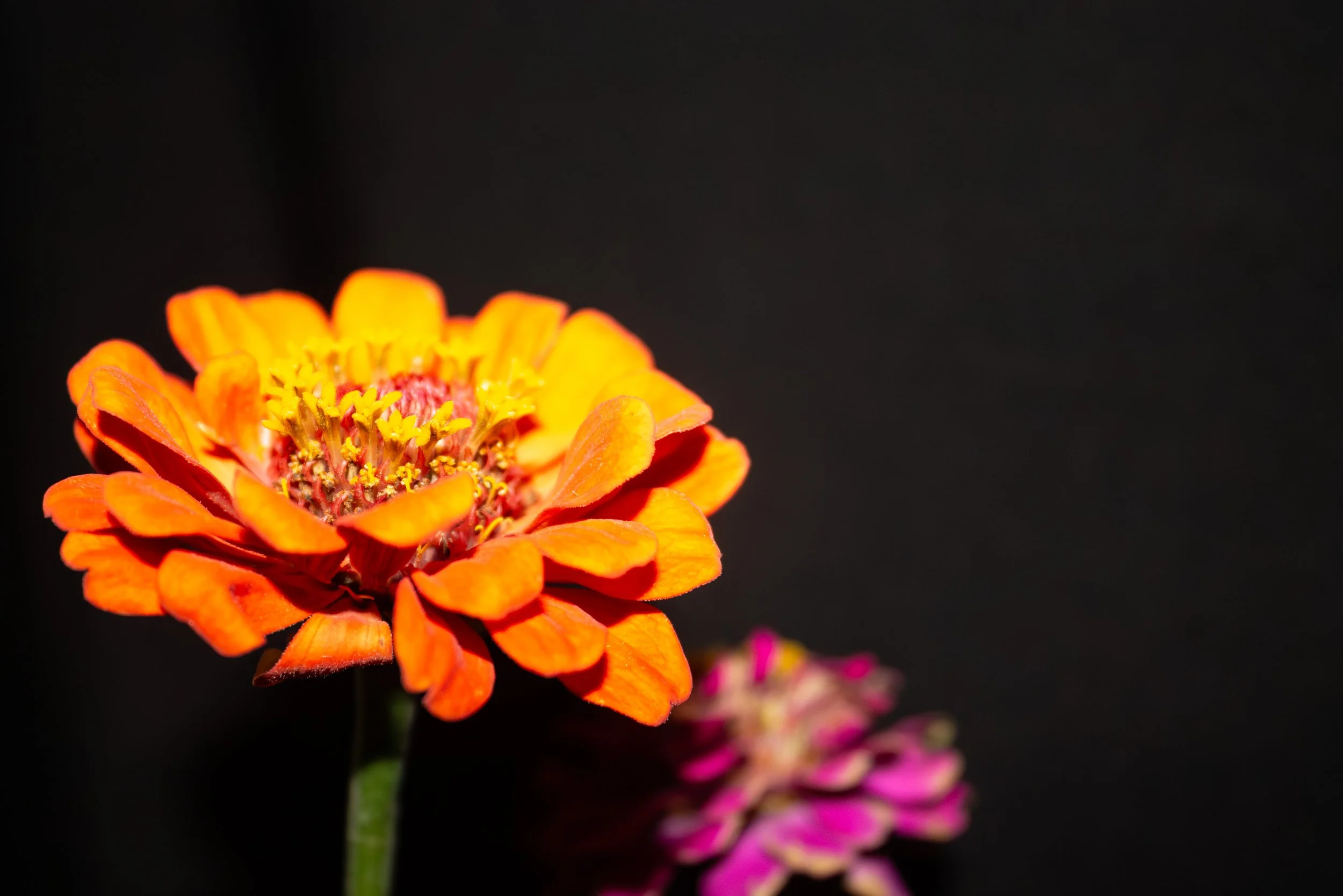 orangeflower.jpeg