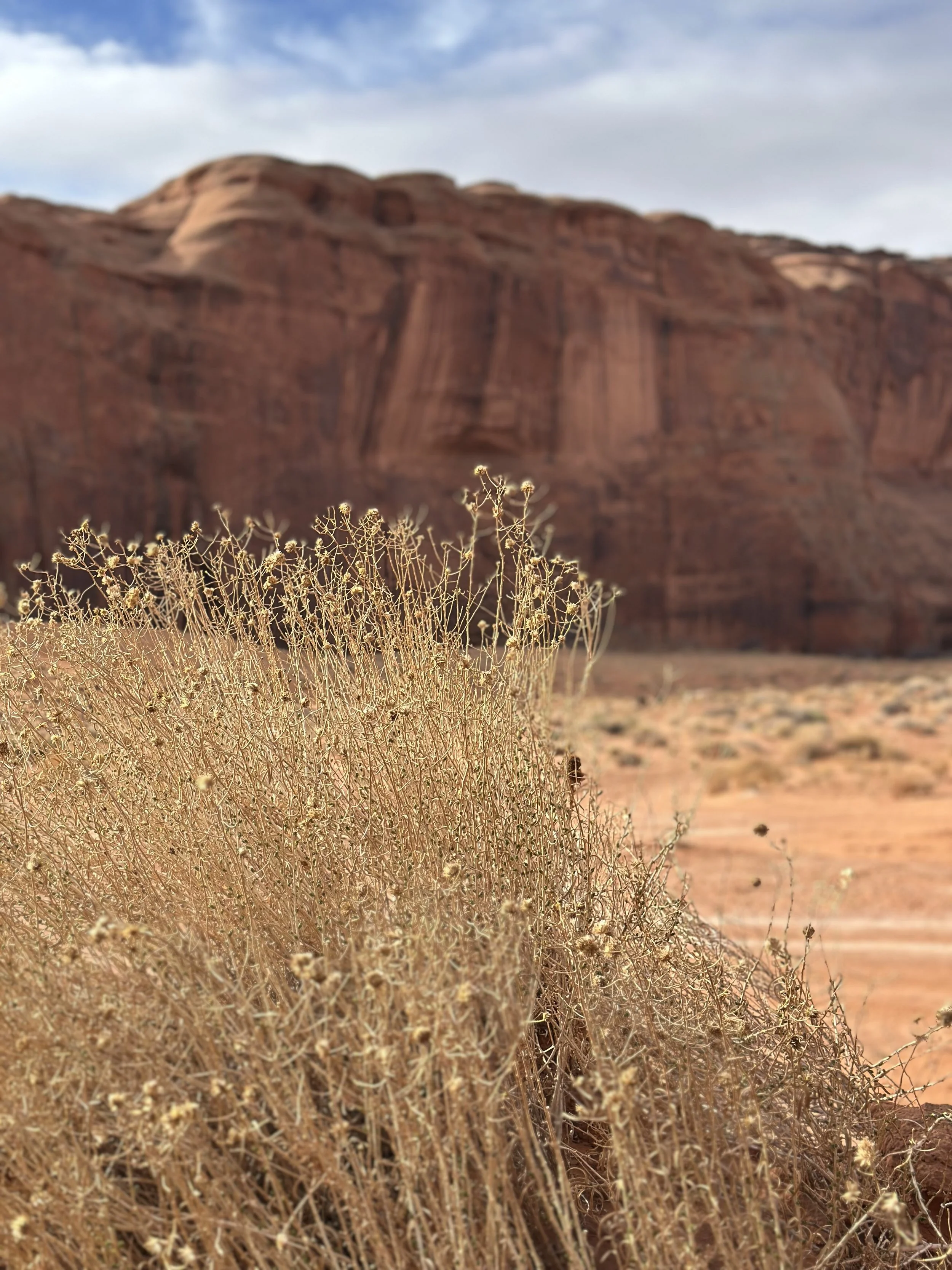 Monument Shrub 2.jpeg