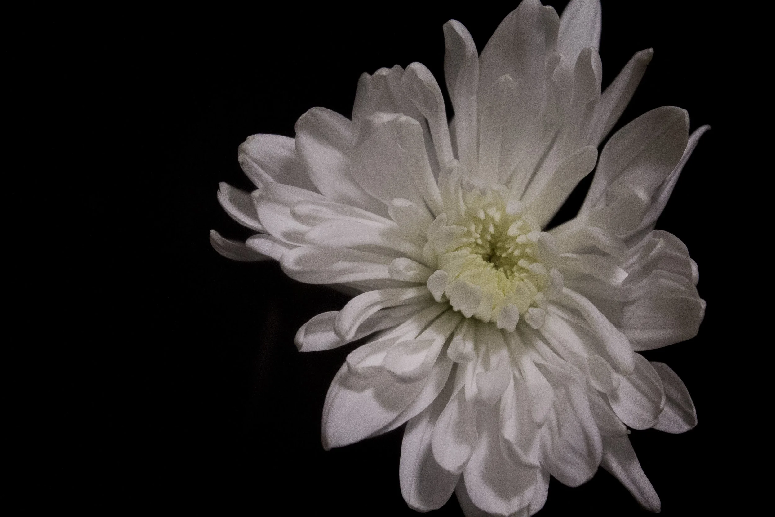 sixthflower.jpeg