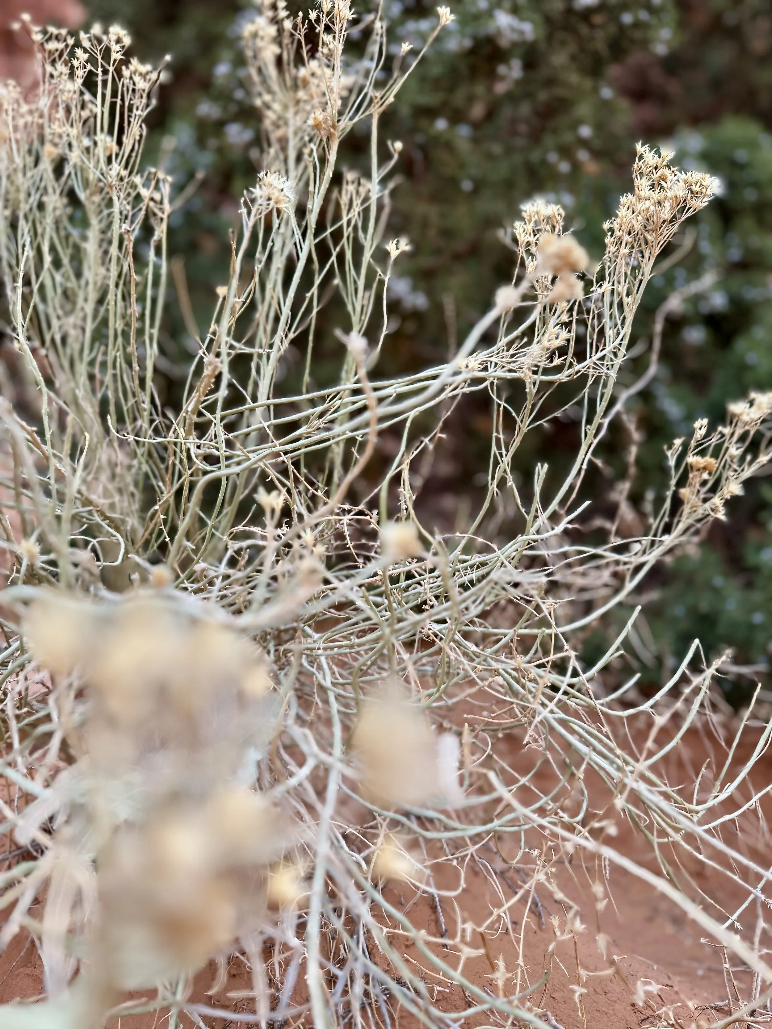 Monument Shrub 3.jpeg