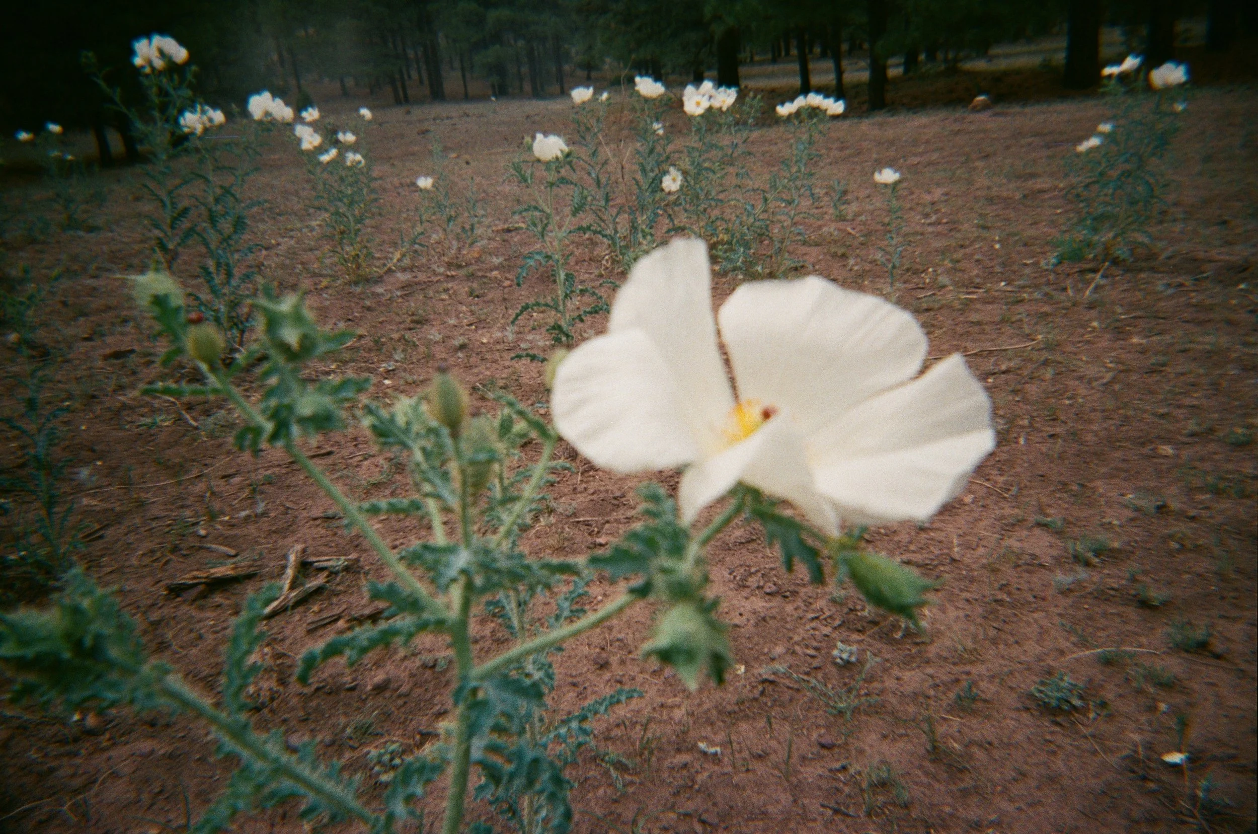 Film_010.jpeg