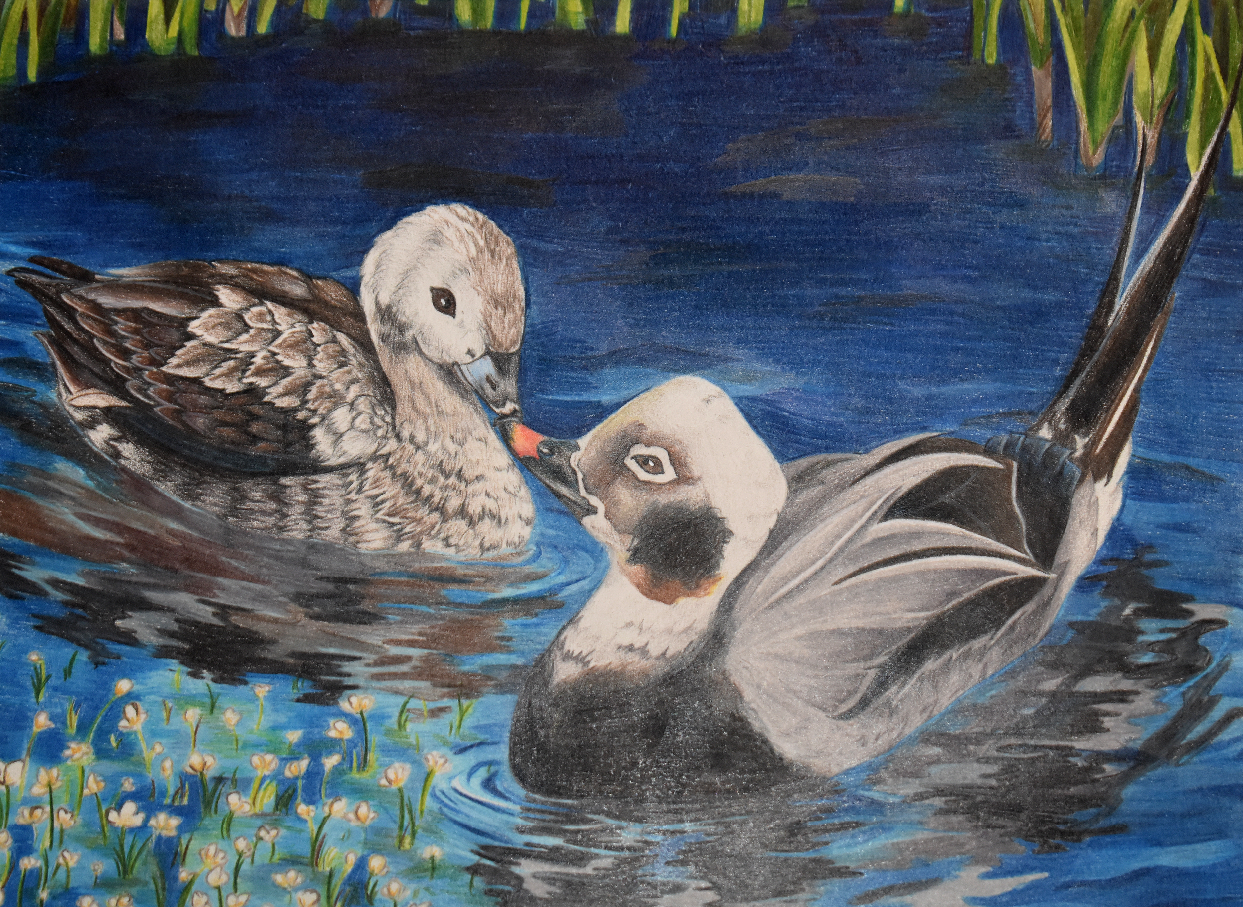 Color pencil of two ducks