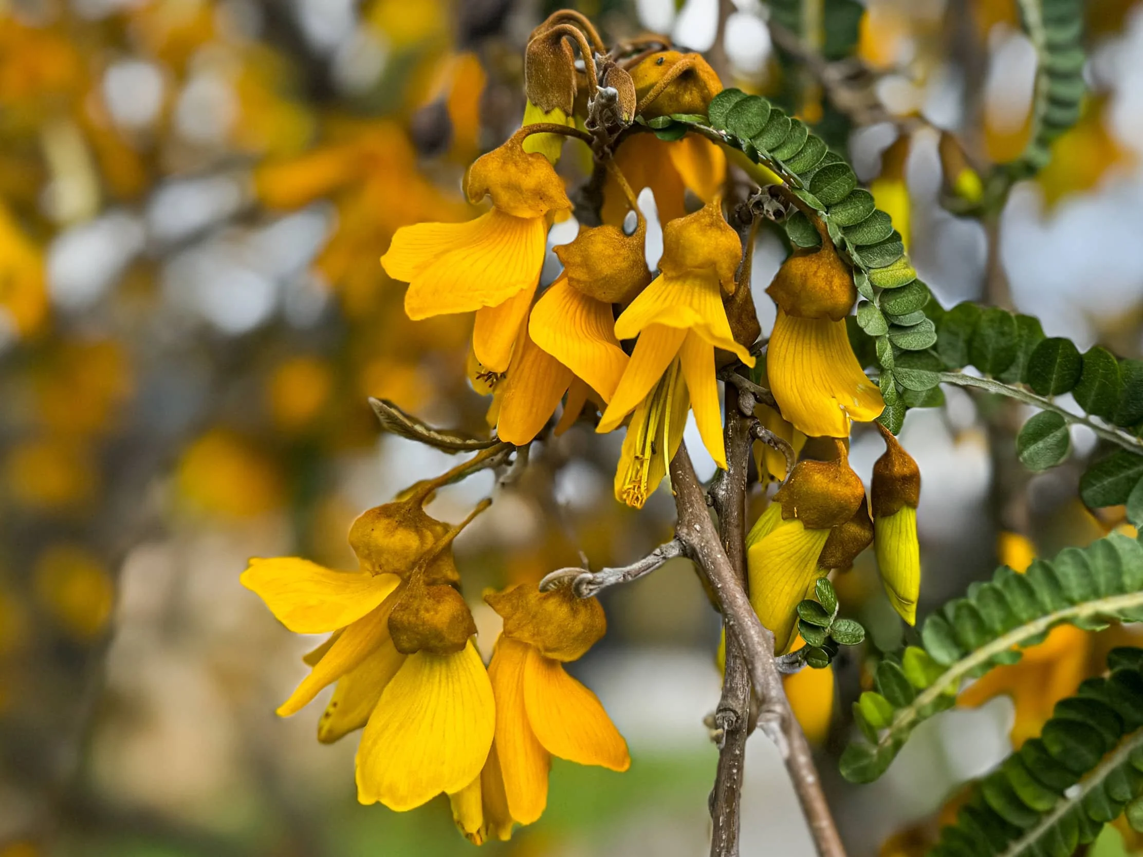 Duder_Spring_5608-web.jpg