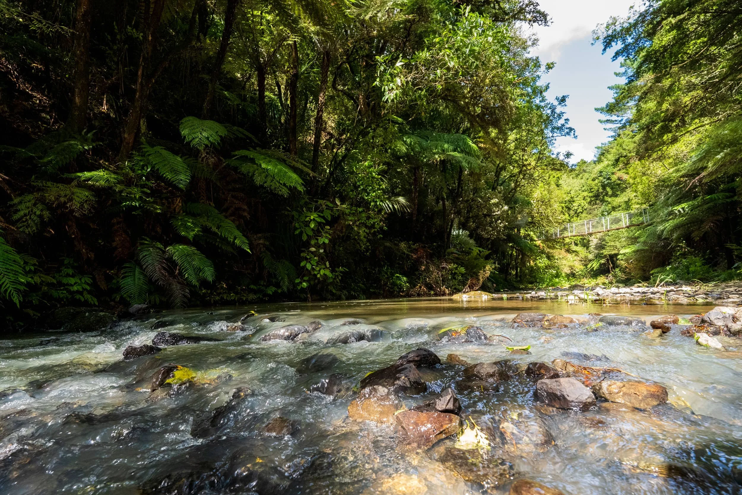 Hunua-Autumn_0289-WEB.jpg