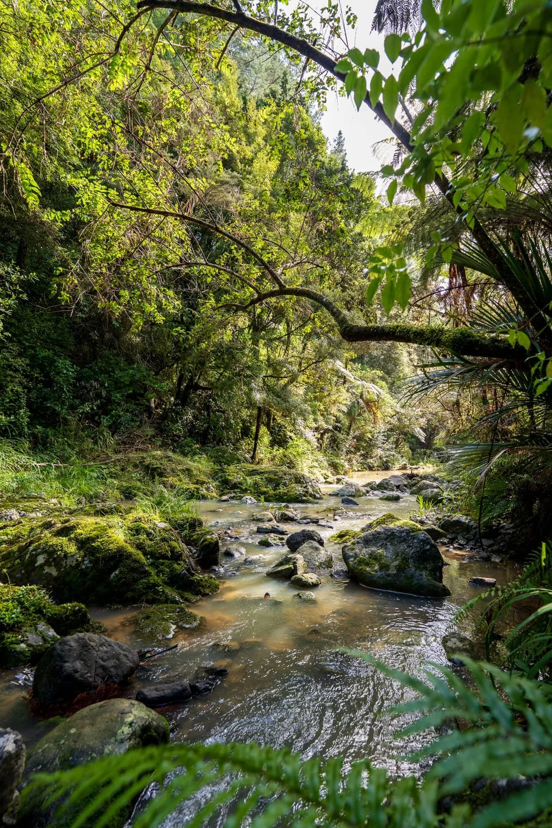 Hunua-Autumn_0323-WEB.jpg