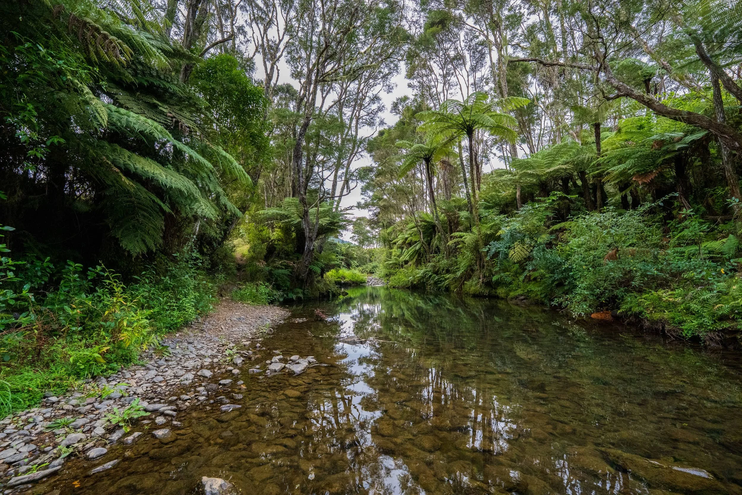 Hunua-Autumnn_0117-WEB.jpg