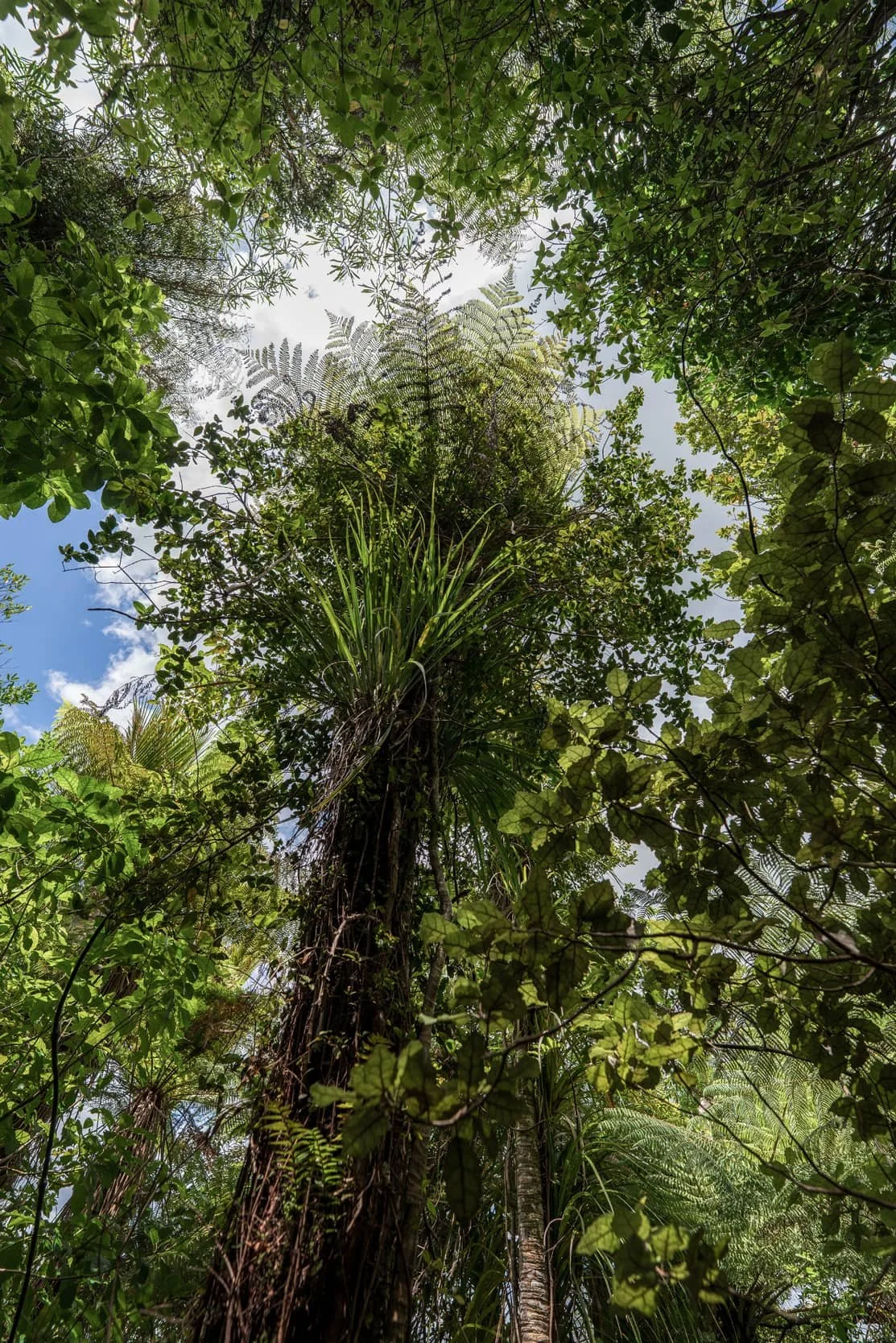 hunua-summer_0182.jpg