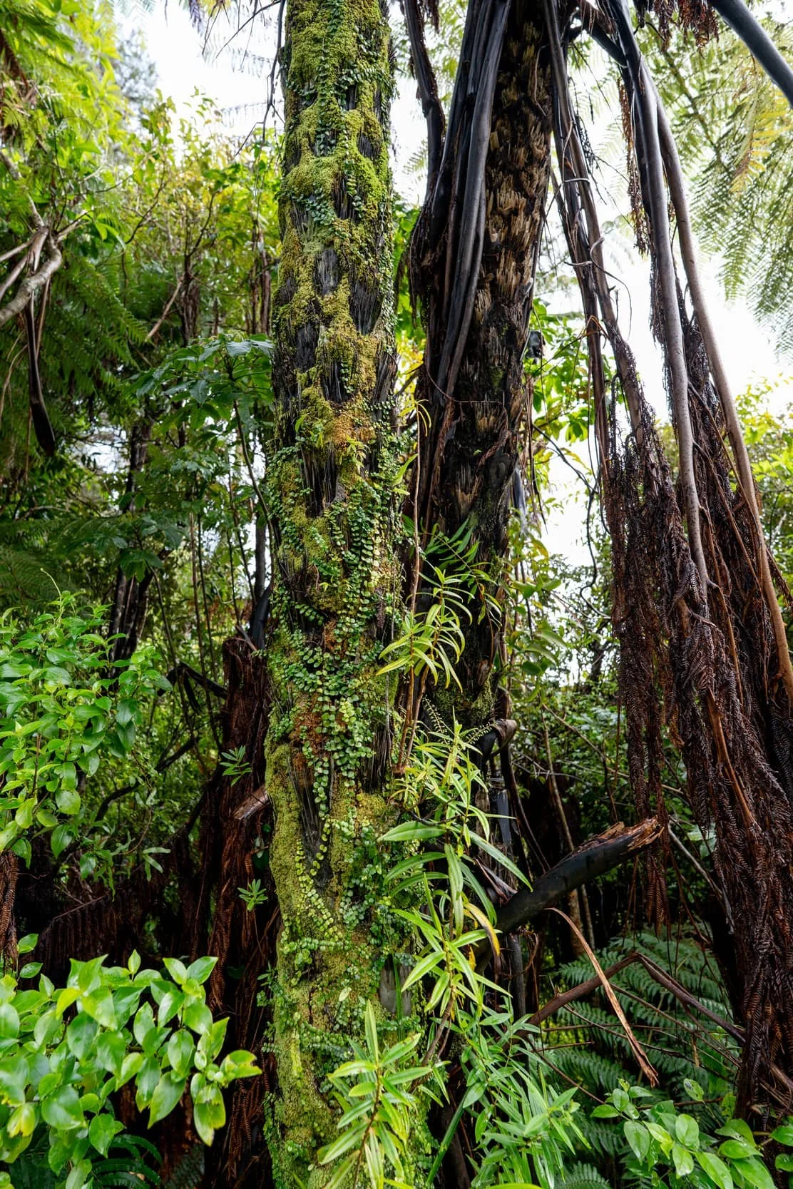 Hunua_0732_WEB.jpg