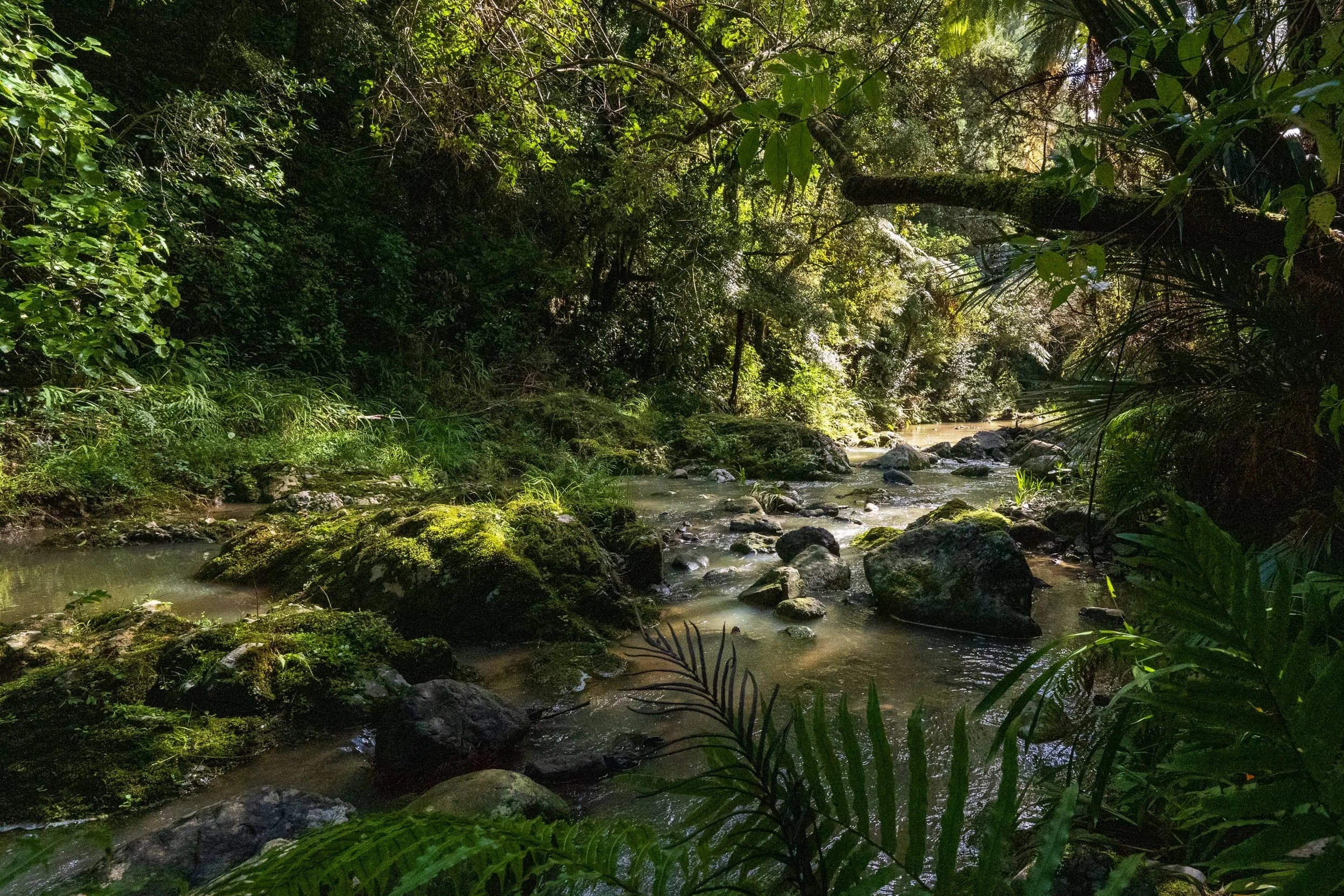 Hunua-Autumn_0315-WEB.jpg