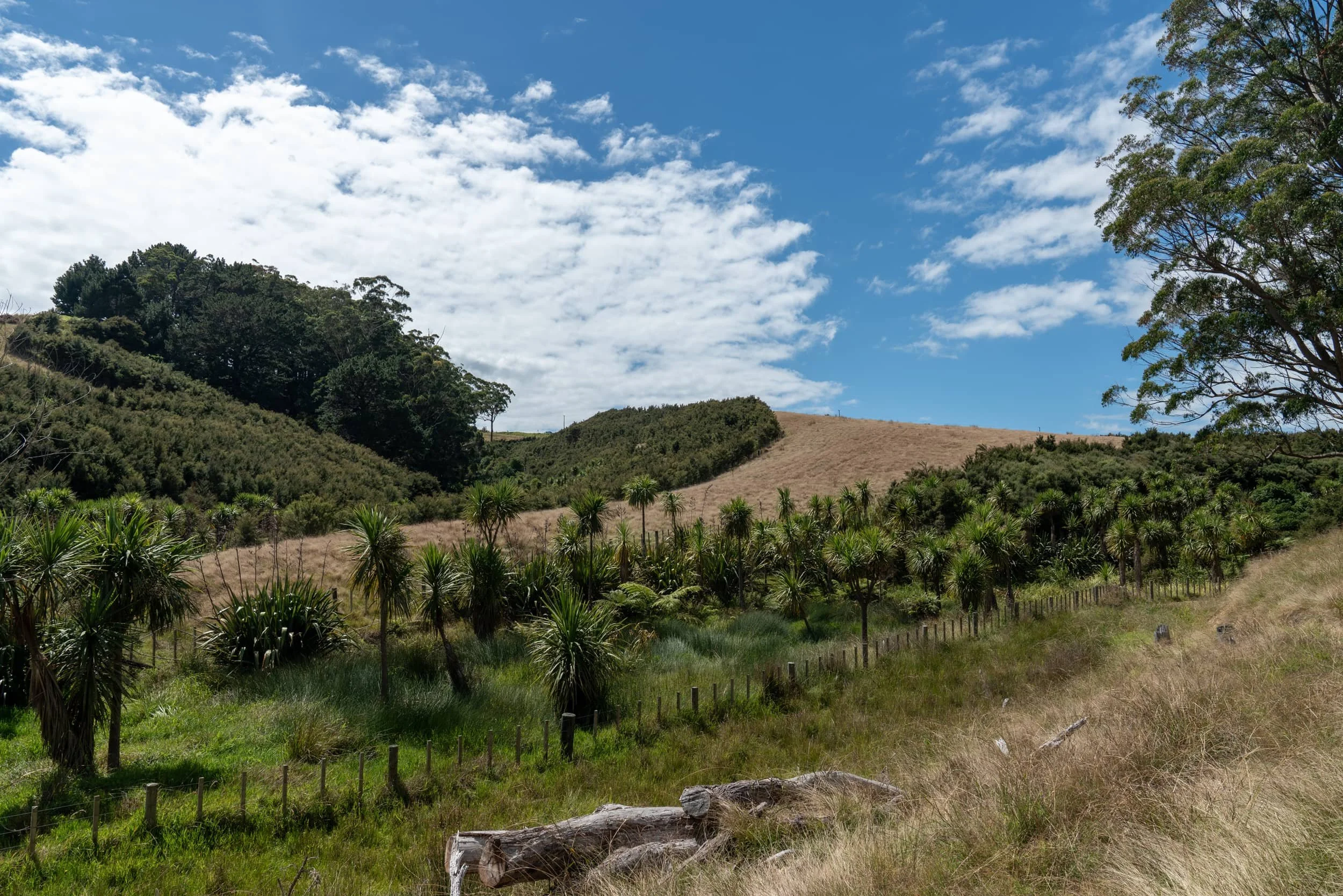 Waitawa - Autumn_0009-web.jpg