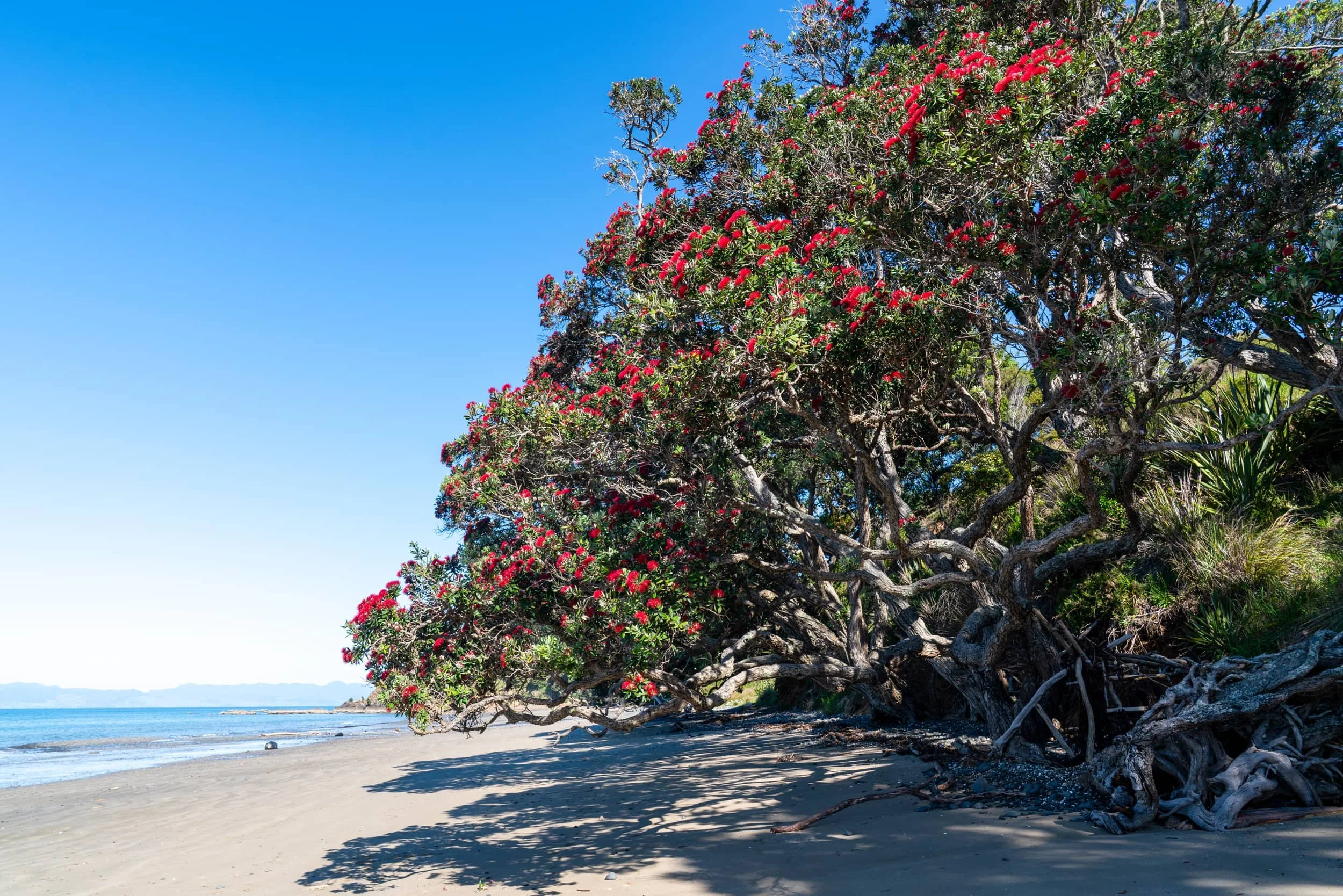 Tawhitokino - Summer_0090.jpg