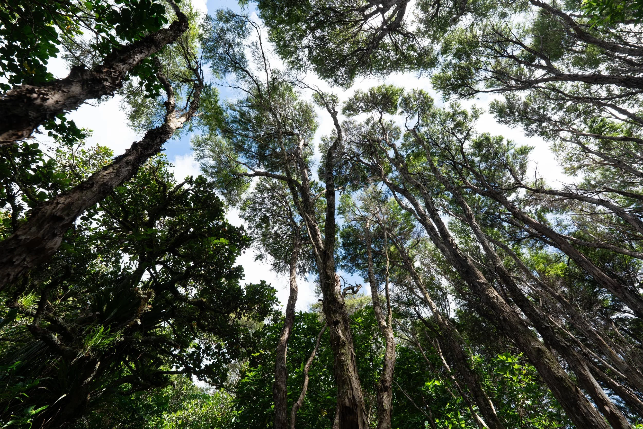 Waiheke-Summer_0016_web.jpg