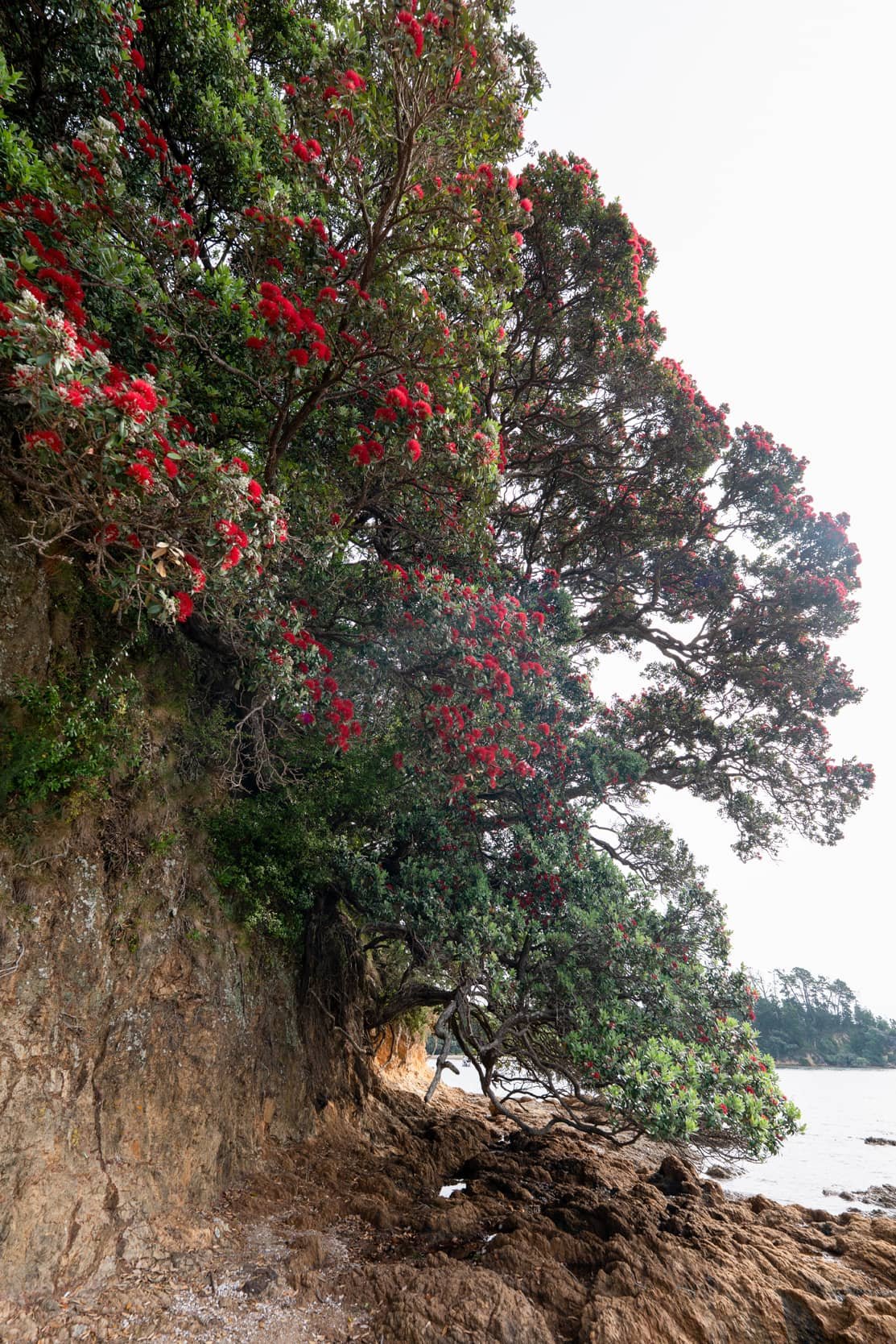 Waiheke-Spring_0067_WEB.jpg