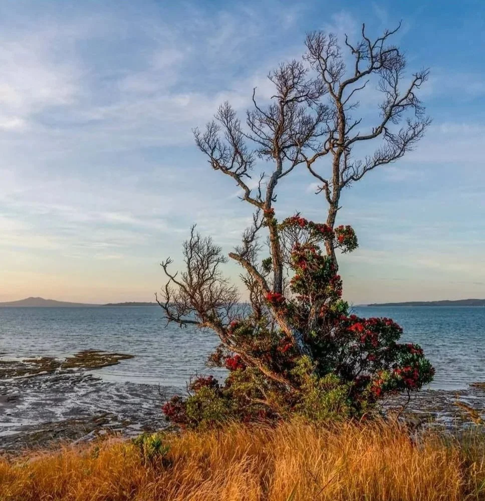 Pohutukawa Coast