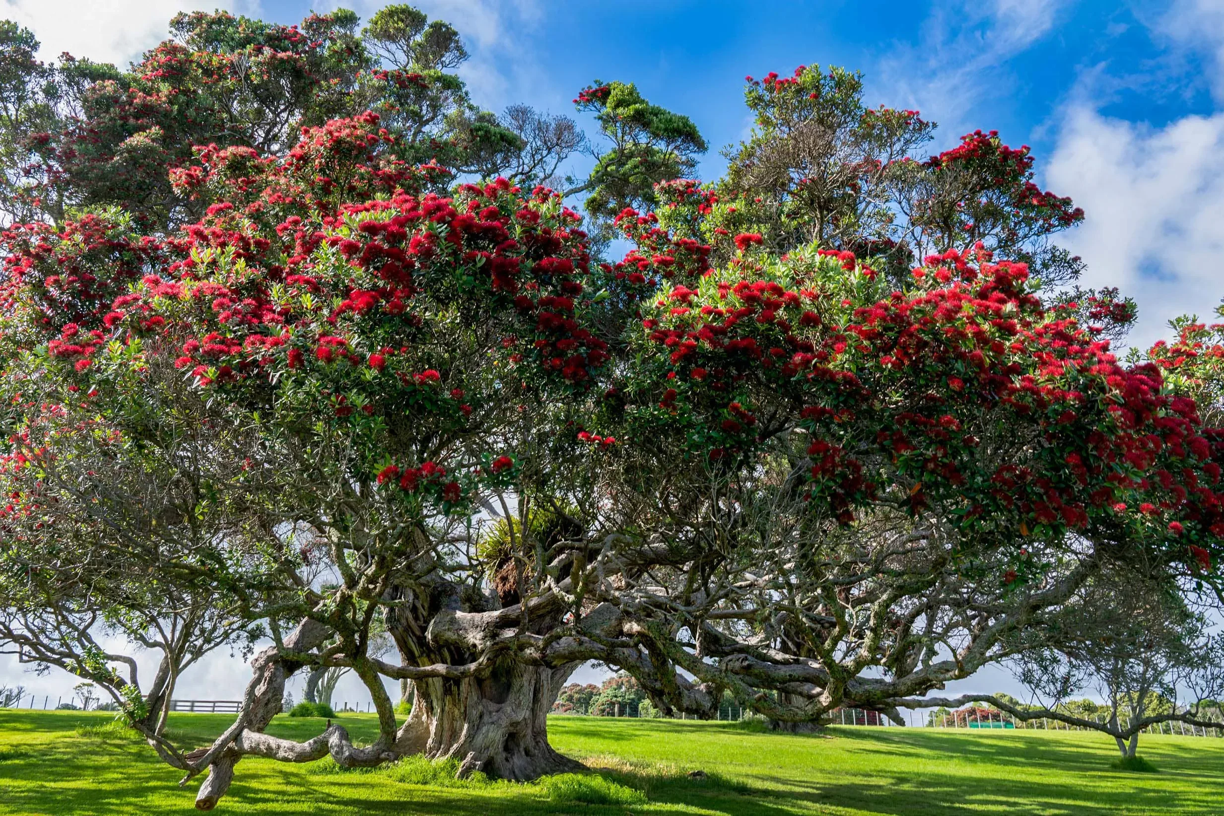 pohutukawa-omana-1.webp