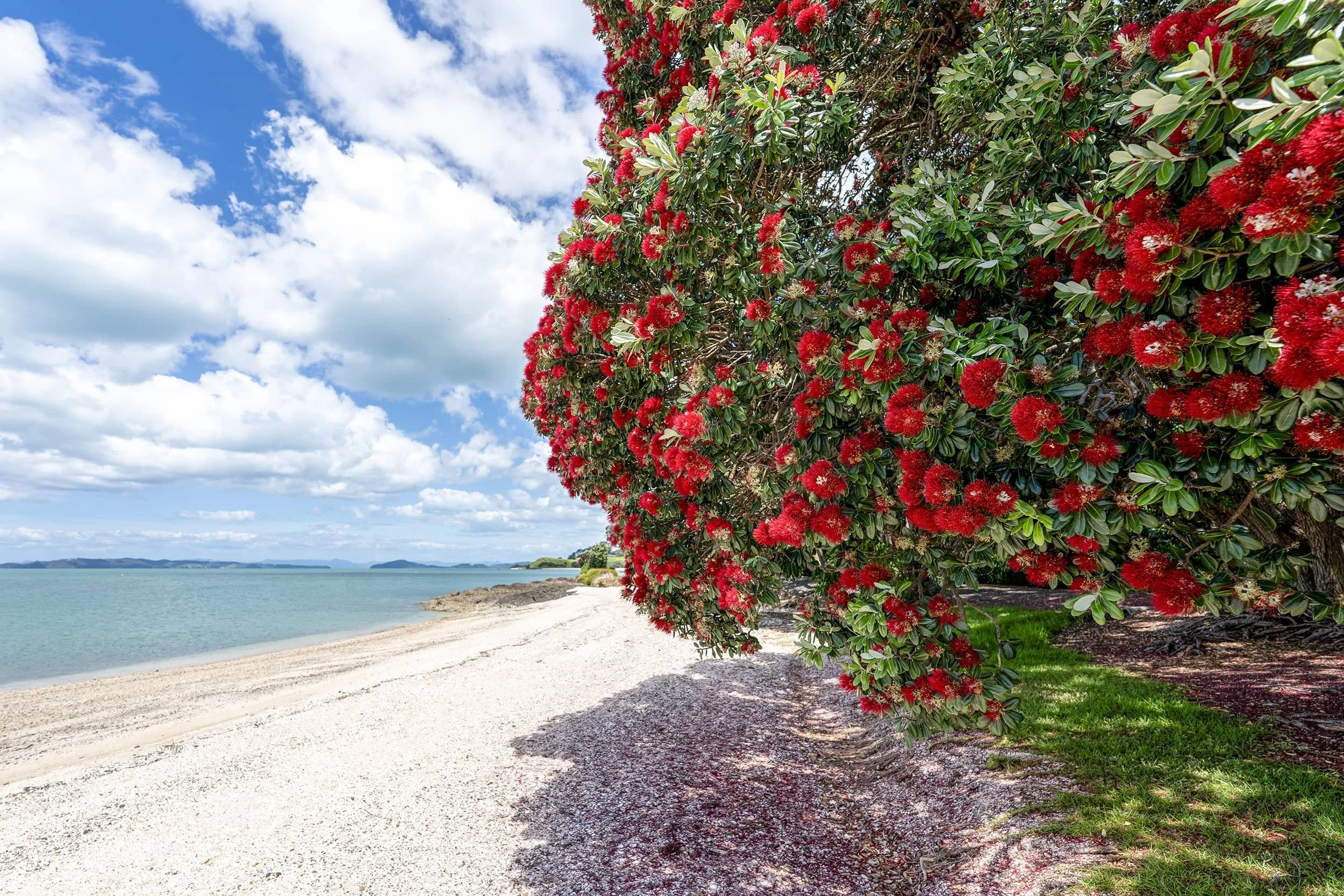 _Omana-Pohutukawa-summer_0233-WEB.jpg