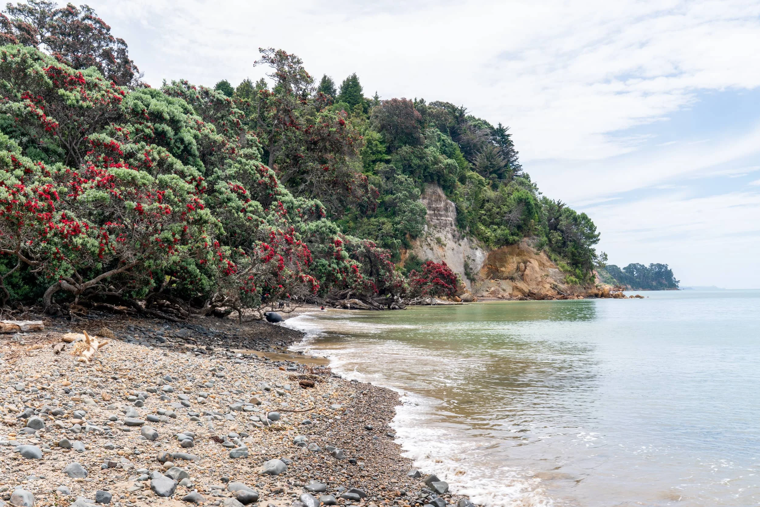 Tapakakanga - Summer_0103_web.jpg