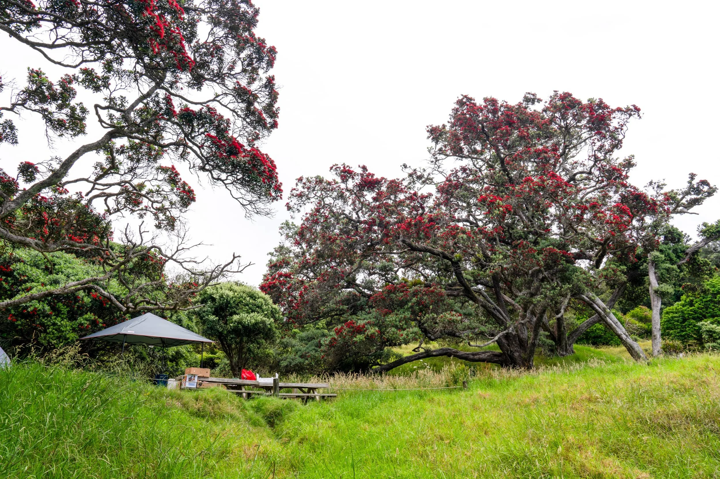 Tapakakanga - Summer_0107_web.jpg