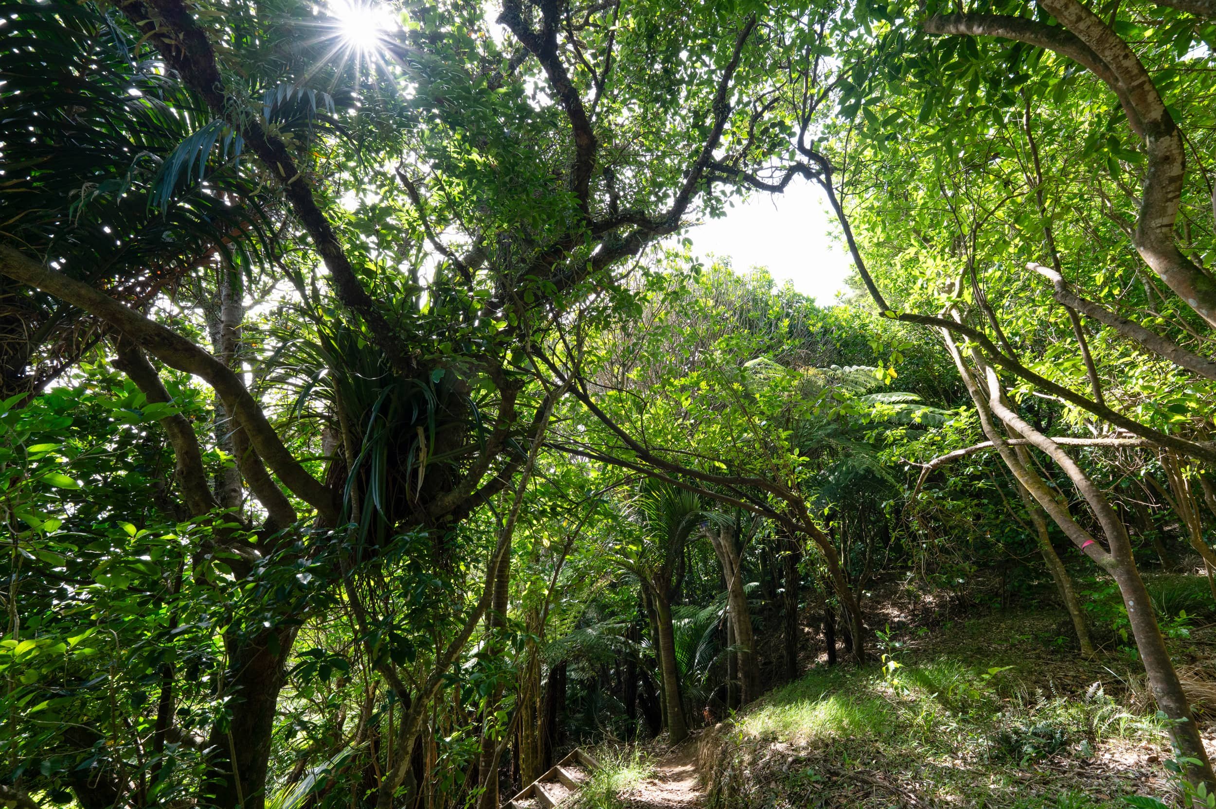 Waiheke-Spring_0006_WEB.jpg