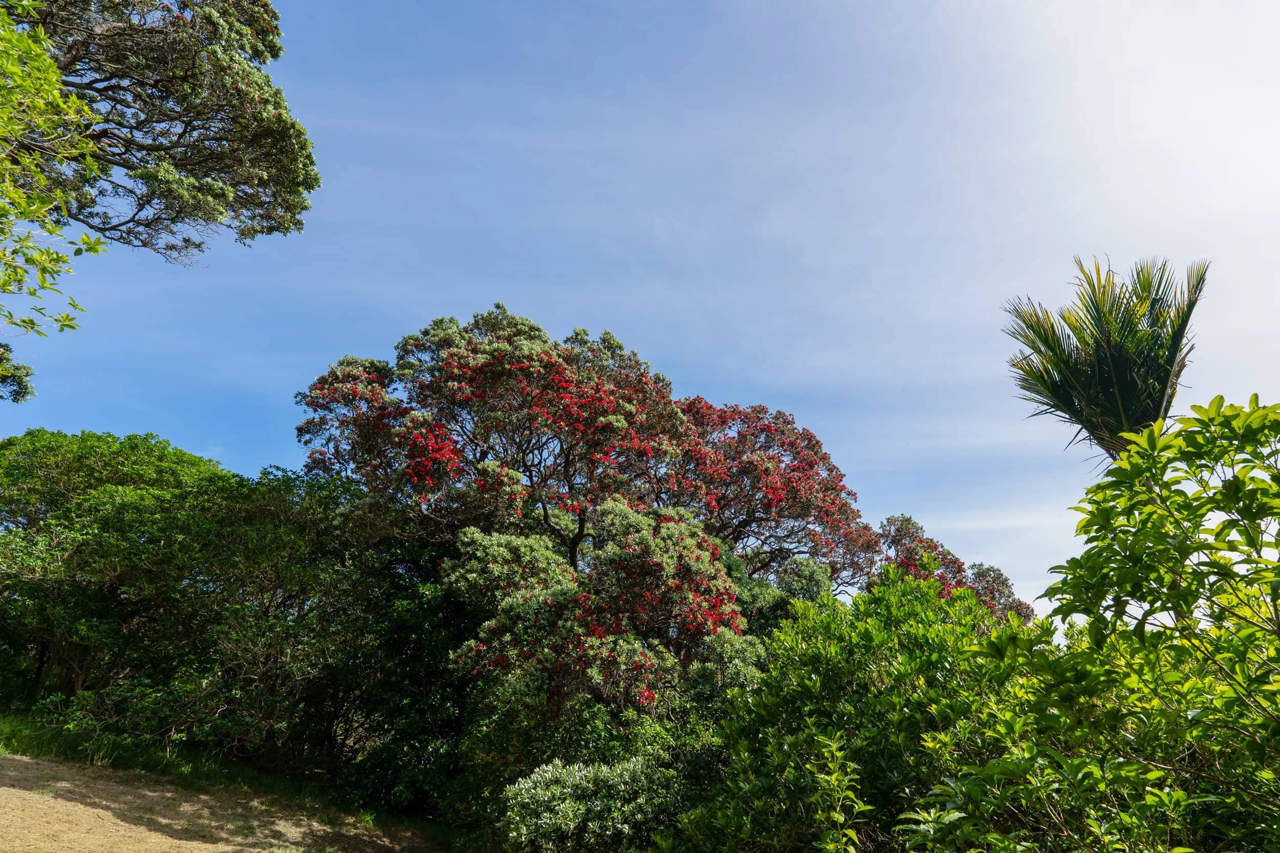 Waiheke-Spring_0004_WEB.jpg