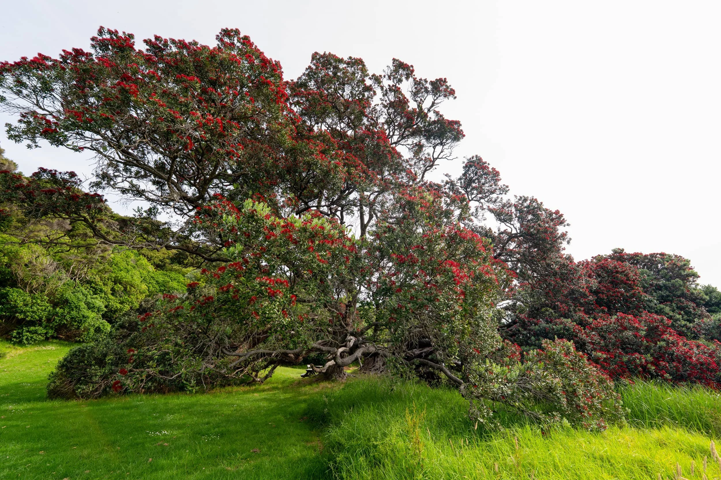 Waiheke-Spring_0055_WEB.jpg