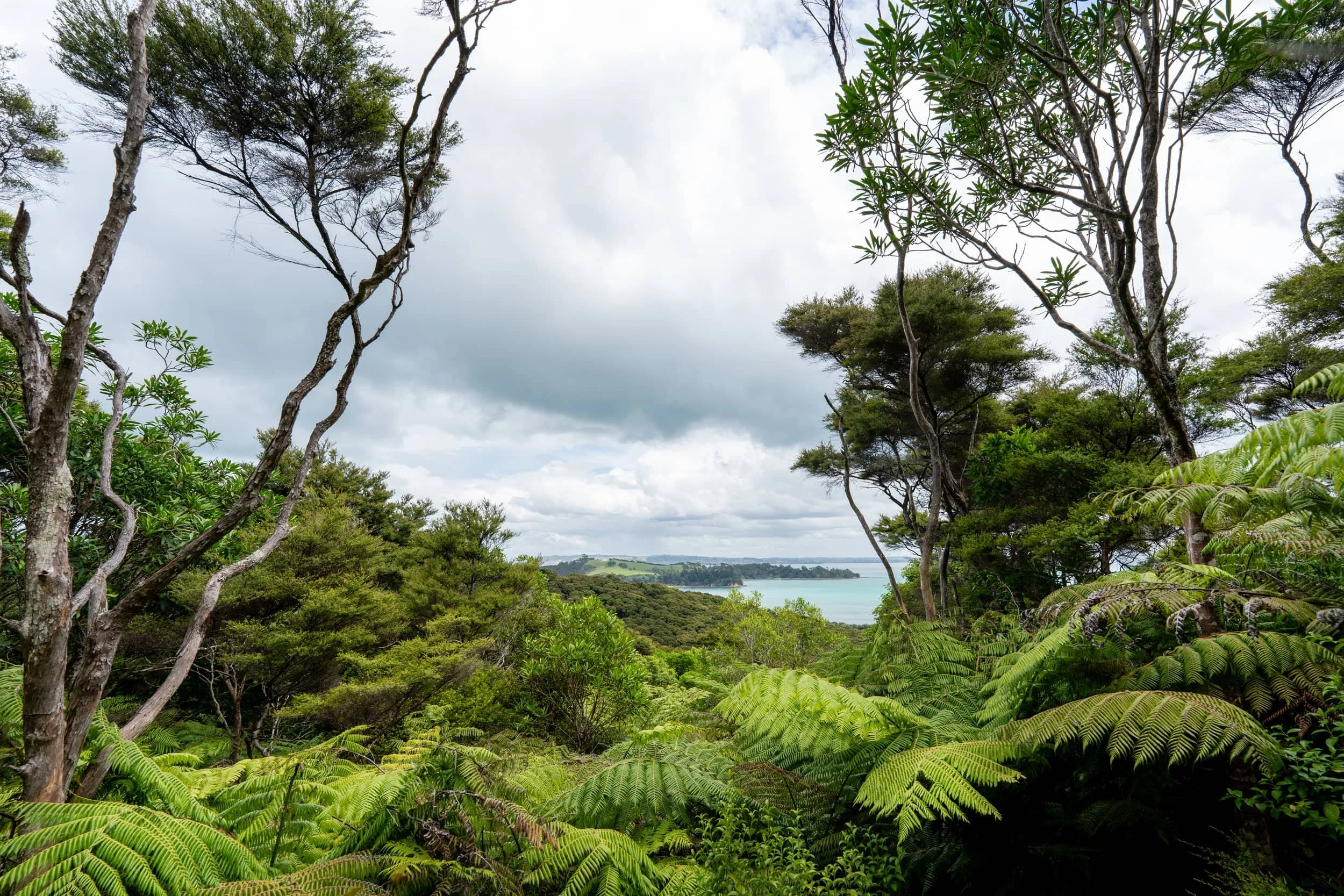 Waiheke-Summer_0162_web.jpg