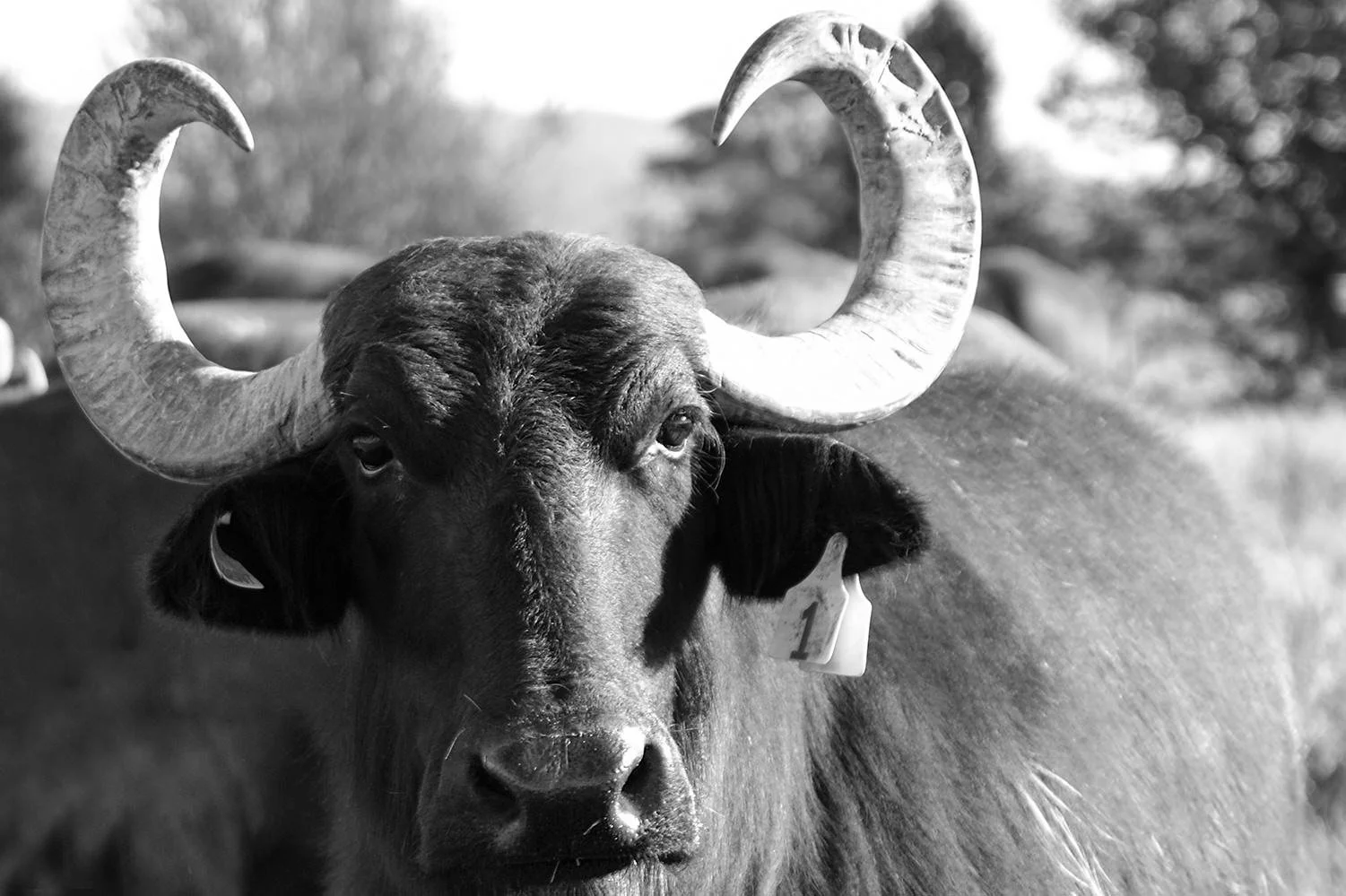 Buffalo_Farm_2.jpg