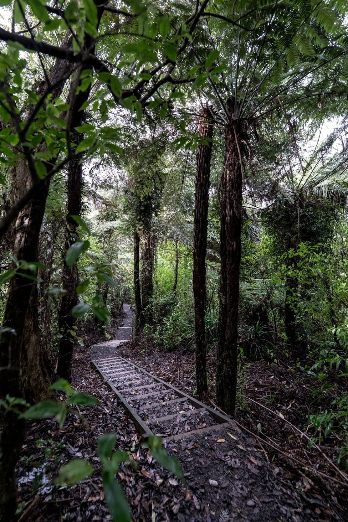 Hunua_Winter_0555_WEB.jpg