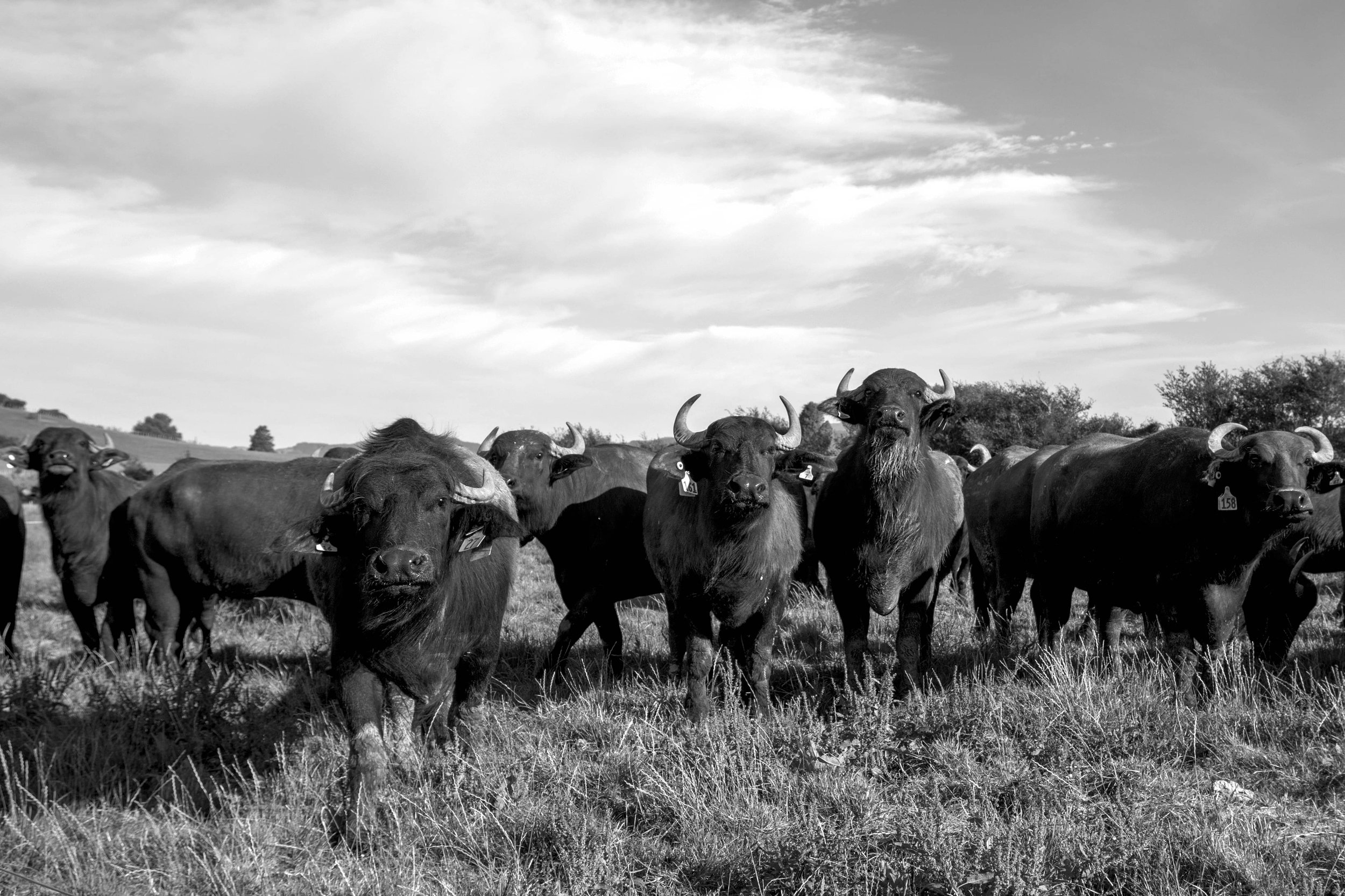 20180109_Buffalo_Farm_0253_crop_BW.jpg