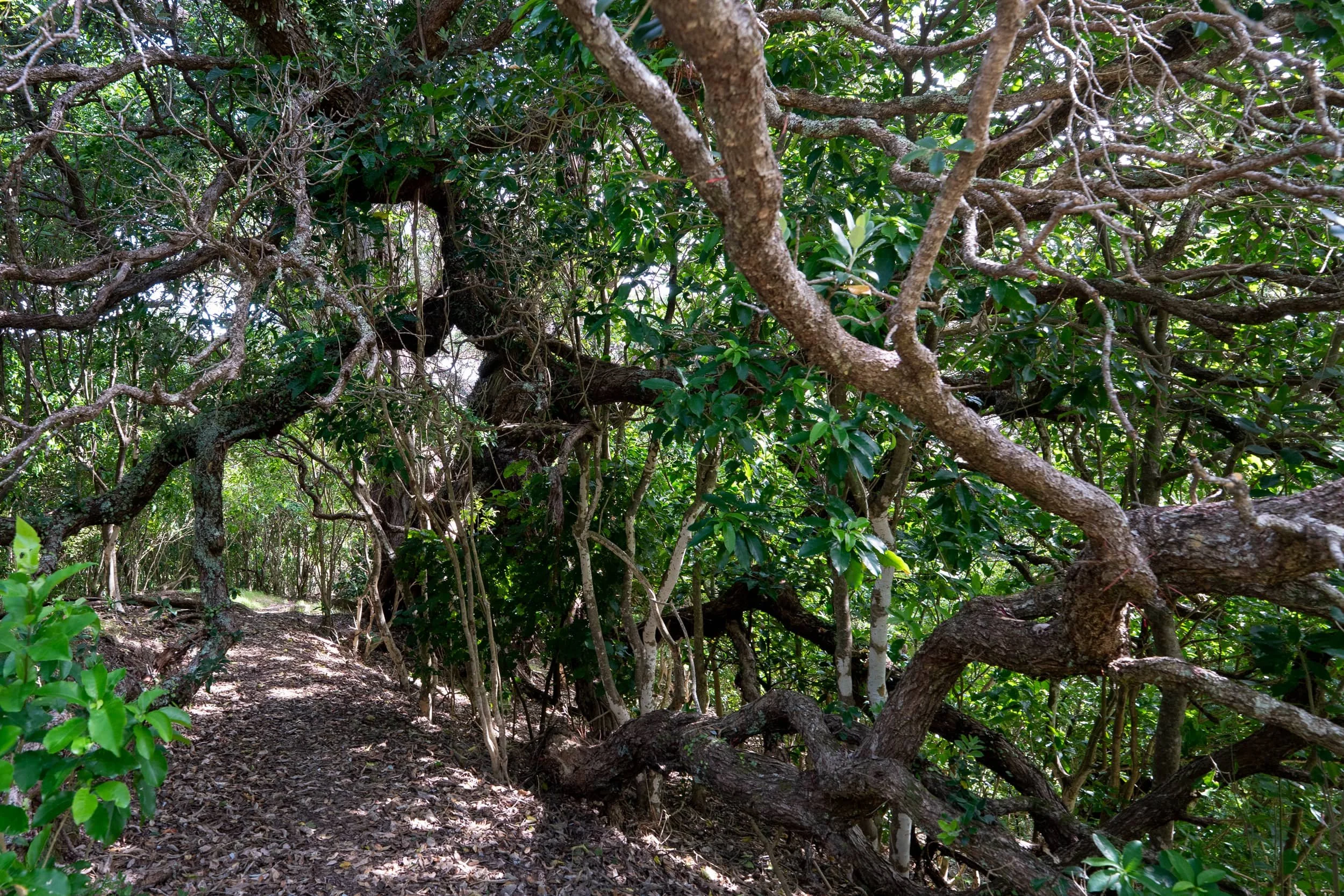 Whakanewha_Spring_0015_WEB.jpg