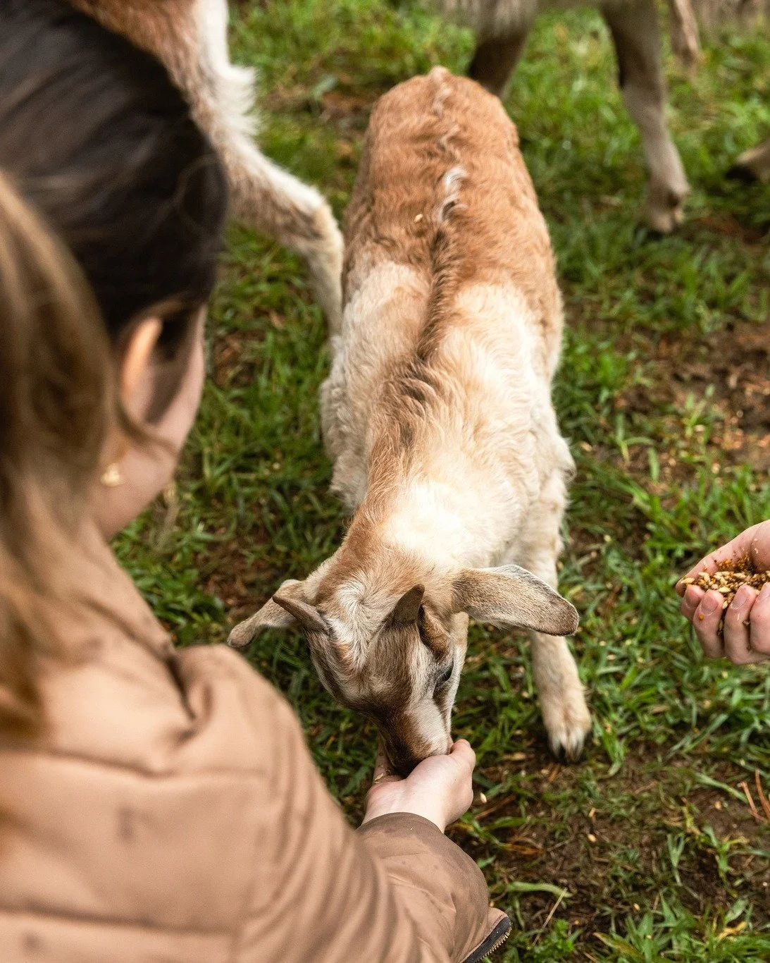 Meet our resident goats 🐐💛 One of the many little joys of staying at The Wildefell Estate. Guests are welcome to feed them, snap a selfie, or just enjoy the wholesome farm life vibes. A favourite for families, animal lovers, and anyone craving a to