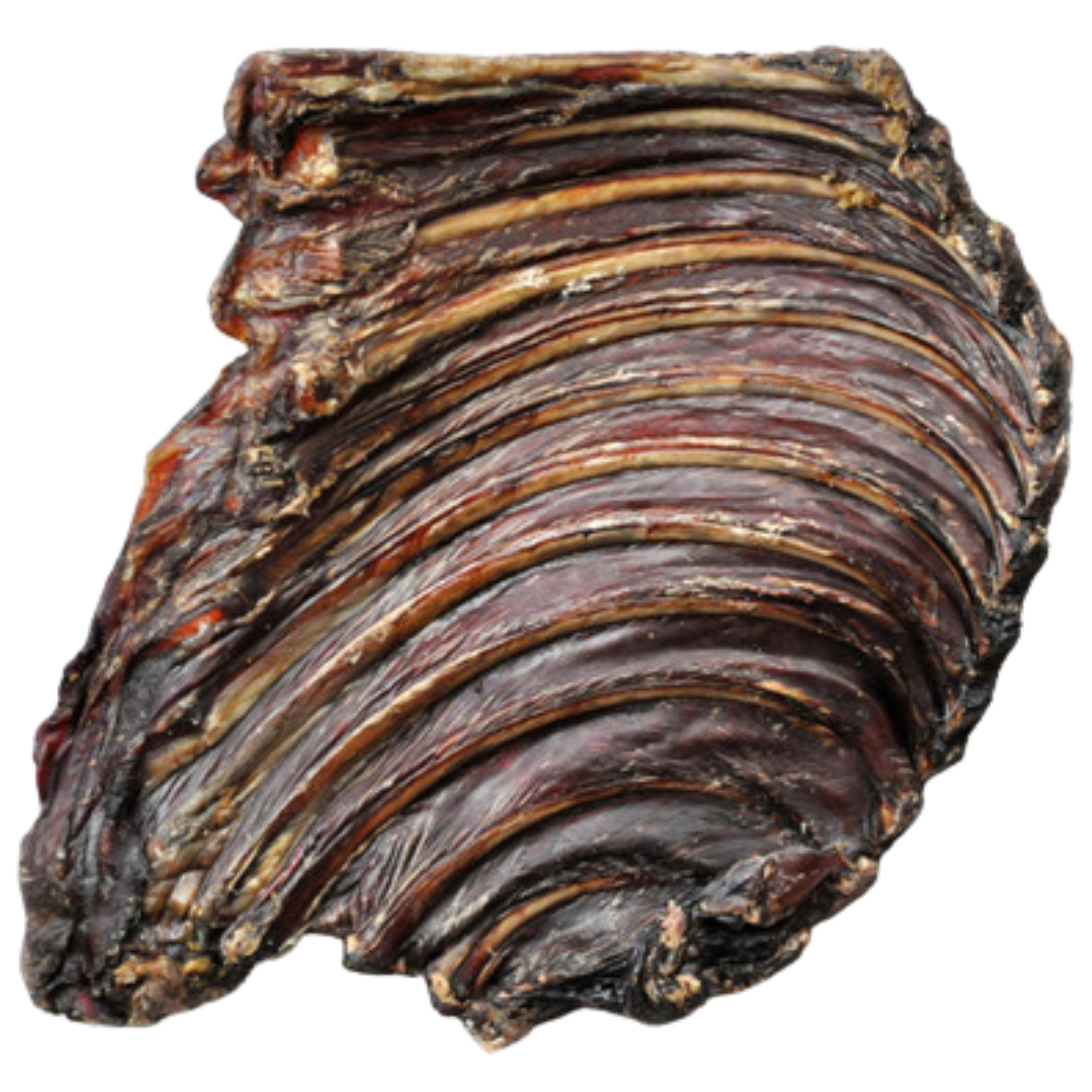 Kangaroo Rib Rack 1.png