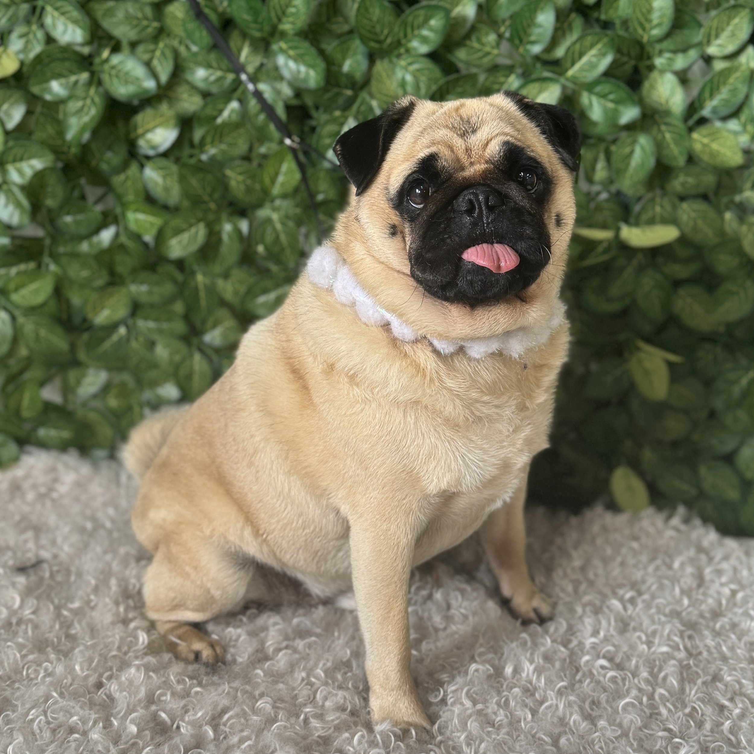 Cheeky pug showing off his fantastic personality after his pampering session