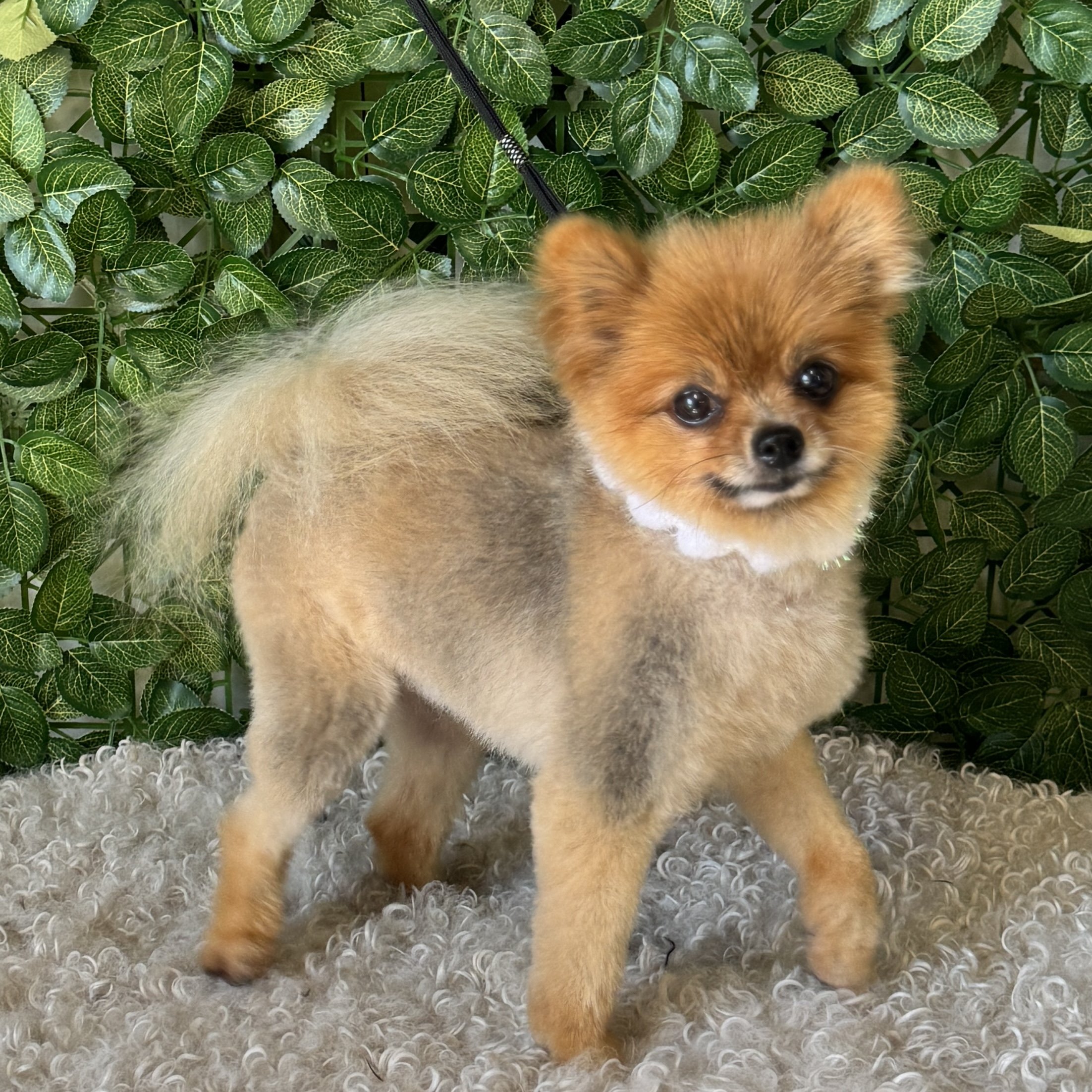 Pomeranian puppy showing off her short teddy bear style trim