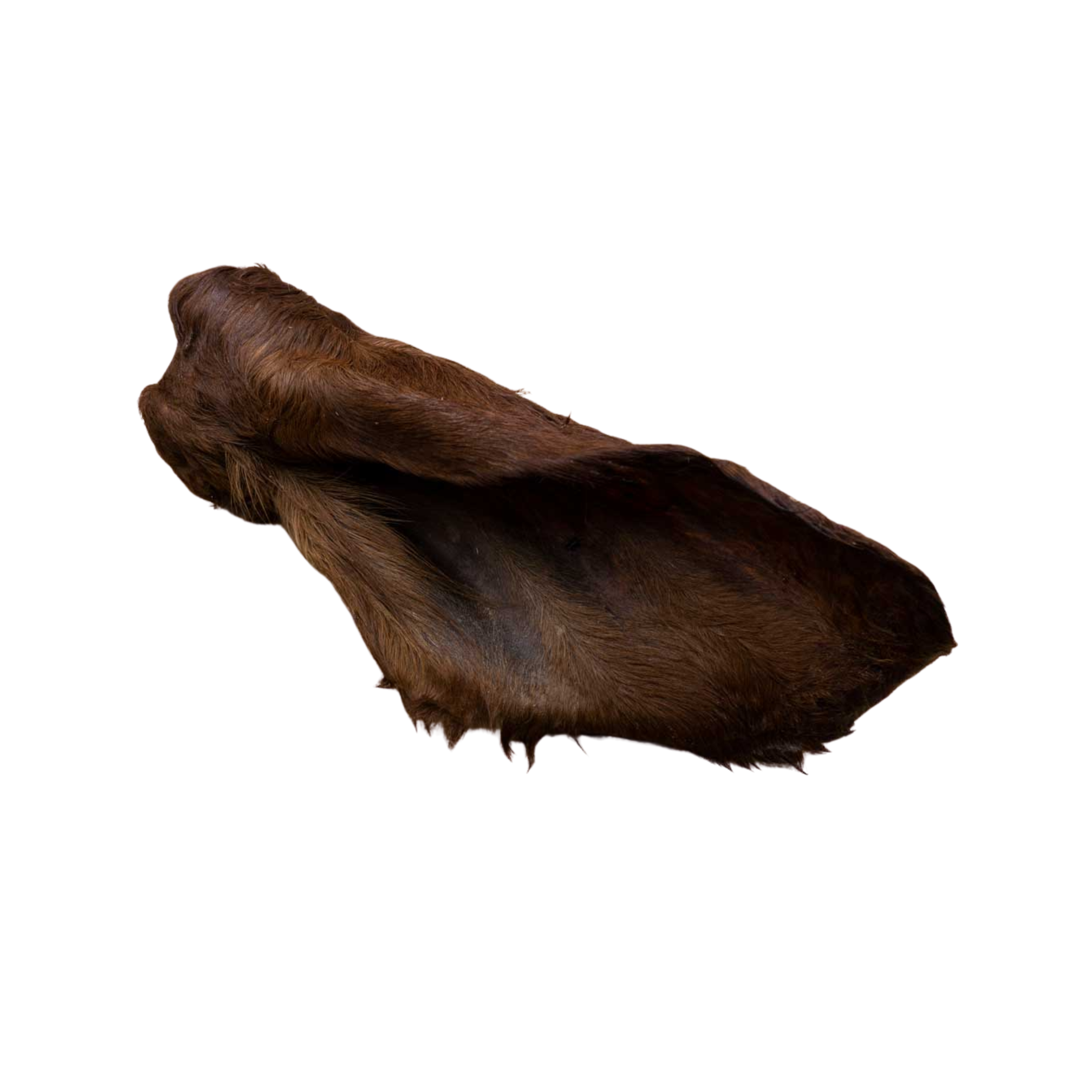 Hairy Beef Ears