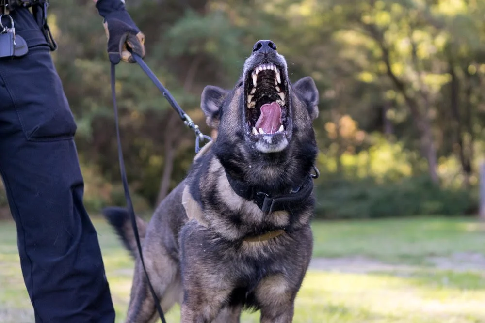 A police working dog, possibly a German Shepherd, barking and showing teeth while on a leash outdoors during daytime.