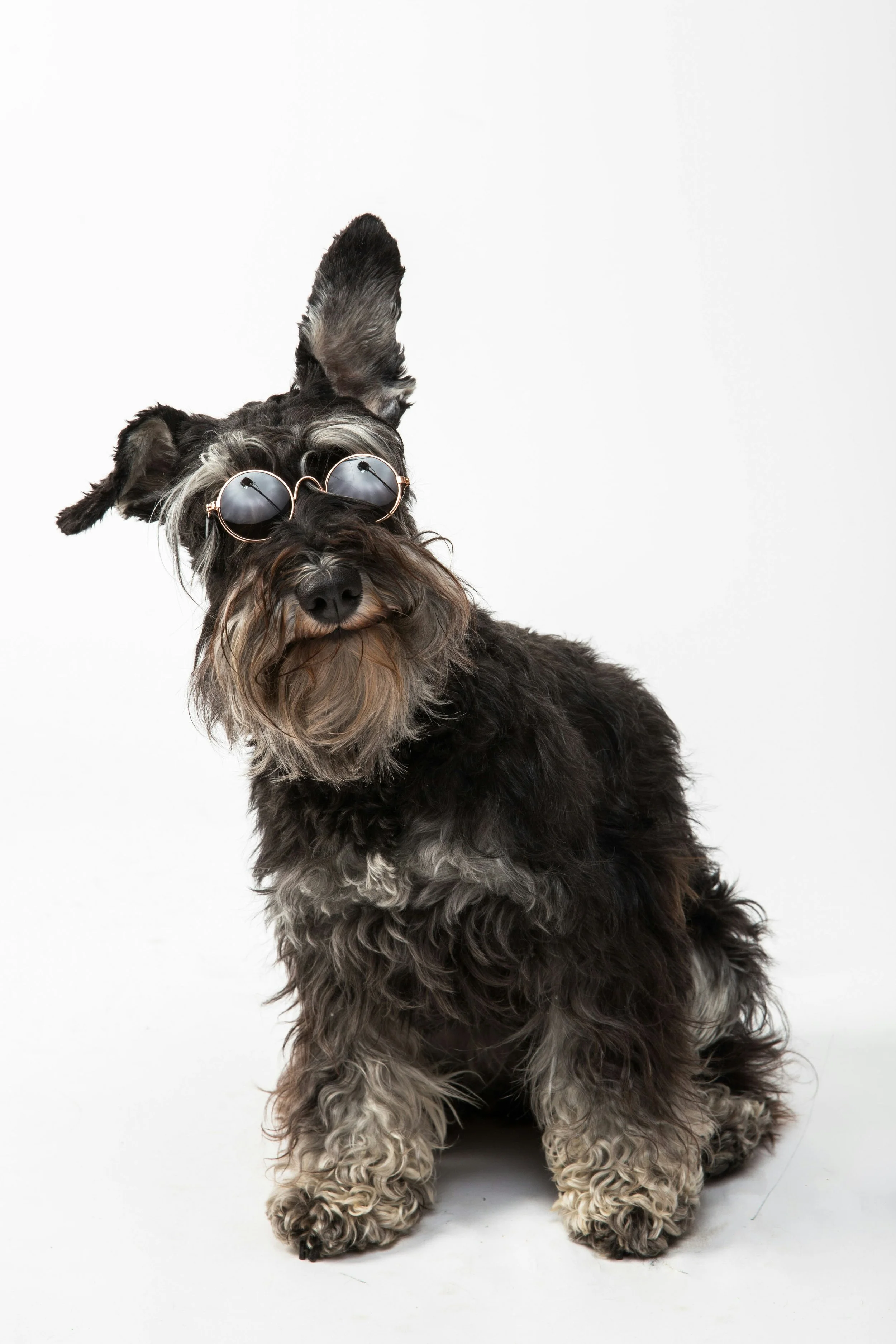 A furry black and gray dog wearing round sunglasses against a white background.