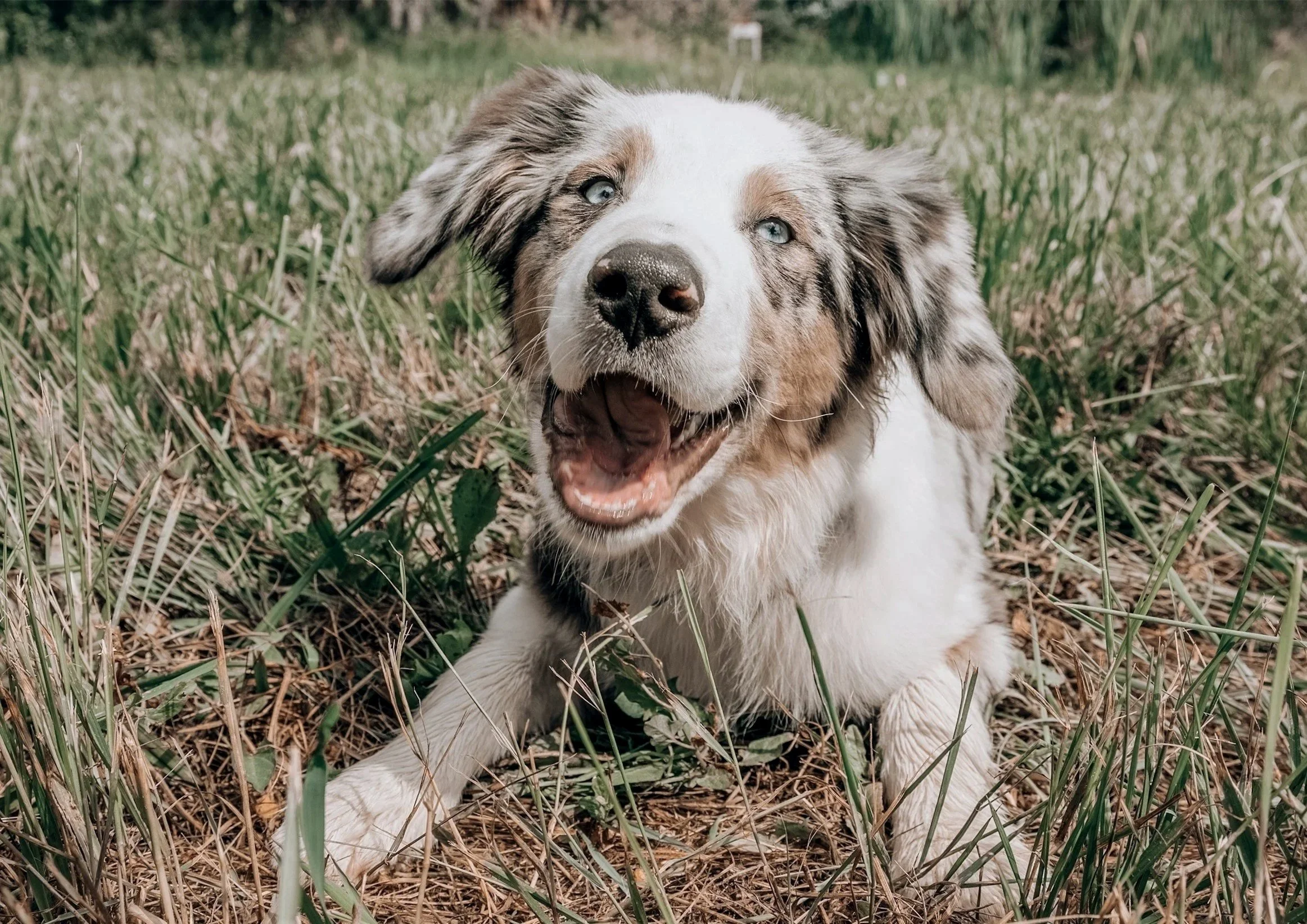 A happy Australian Shepherd puppy sitting in a grassy field, looking at the camera with an open mouth and bright eyes.