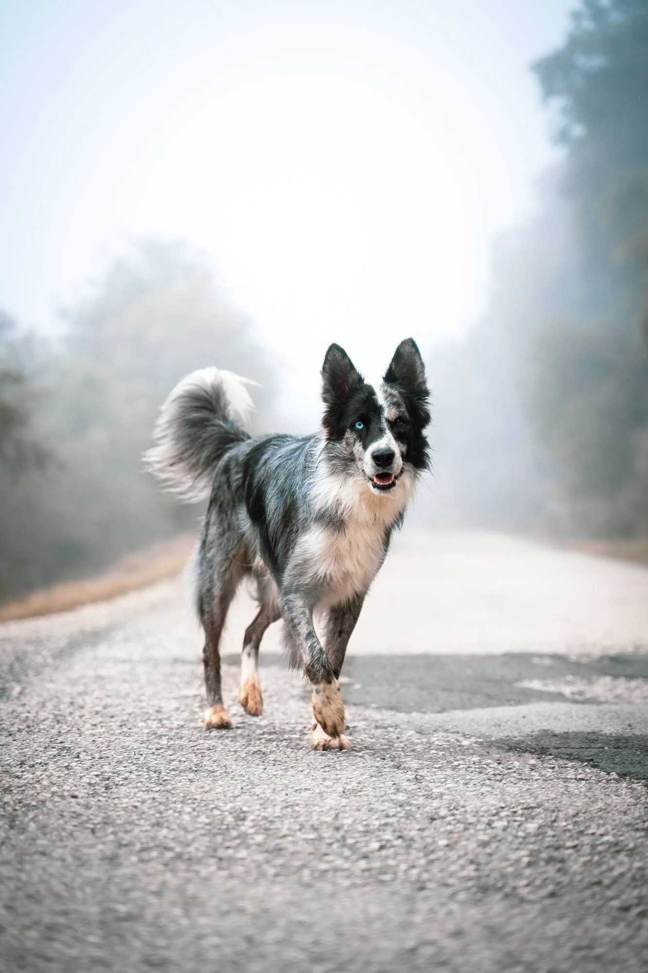 A blue merle Australian Shepherd dog running on a dirt road with a foggy, forested background.