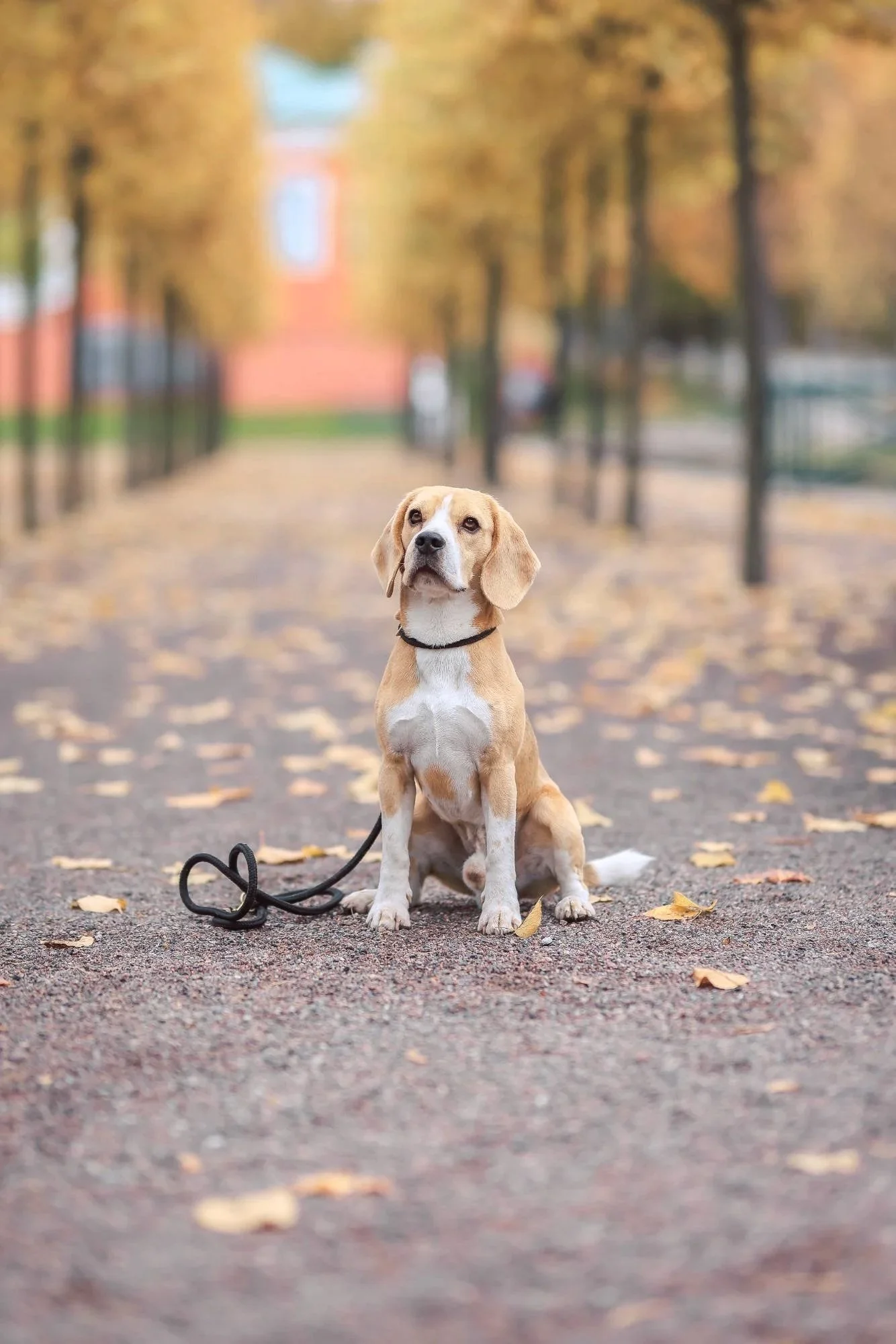 A beagle dog sitting on a path covered with fallen autumn leaves, with a leash attached, in a park with blurred trees and buildings in the background.