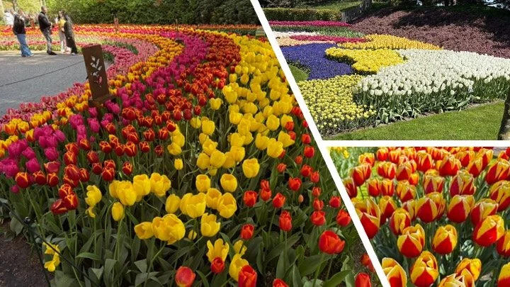Tulipmania