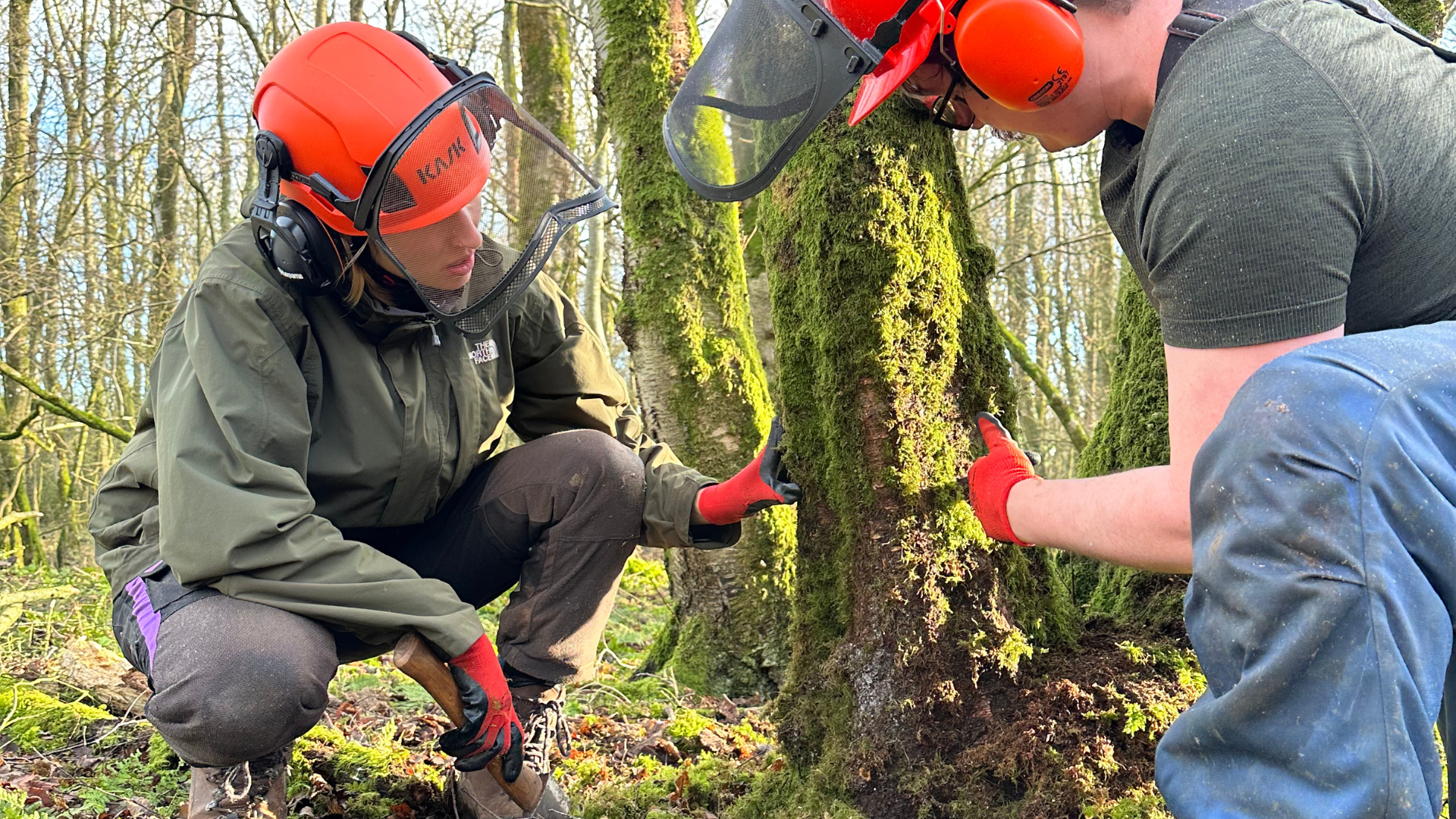 Growing in Forestry: Starting out