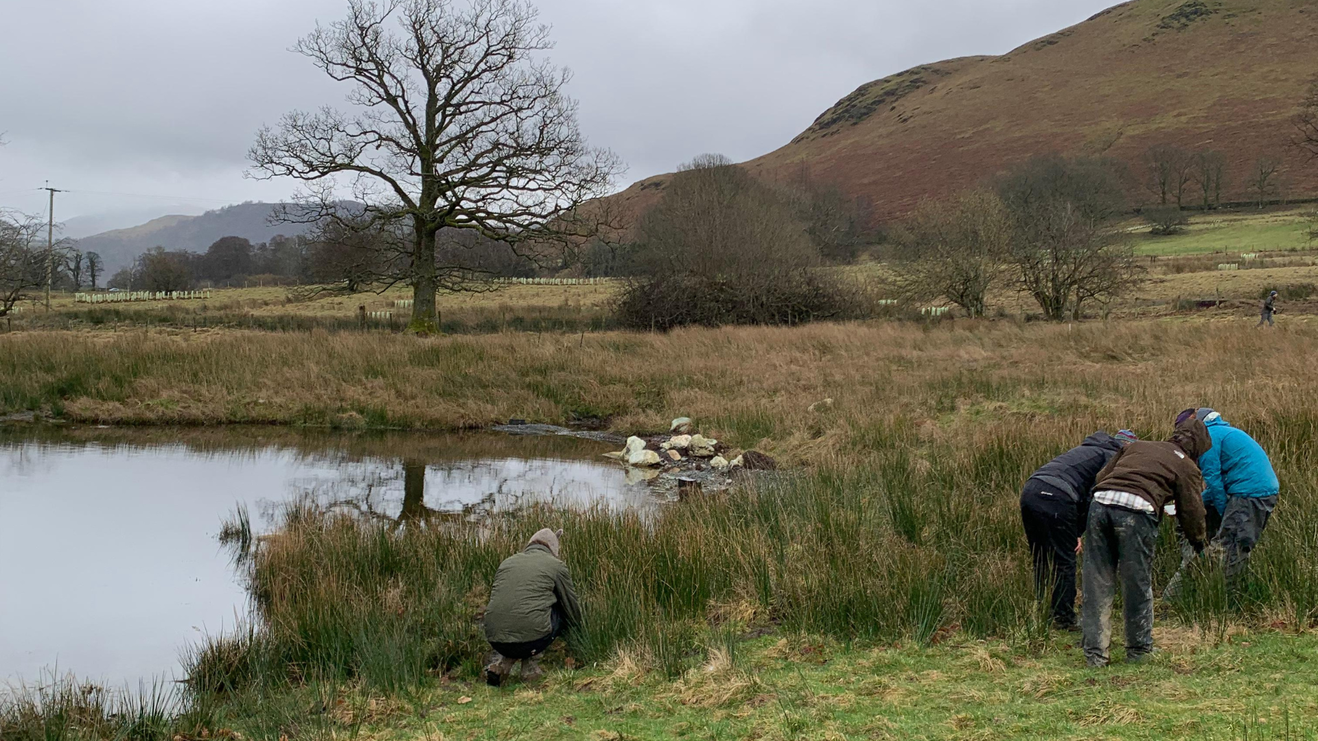 Volunteer Community Foresters: Tree Planting at Low Skelgill Farm
