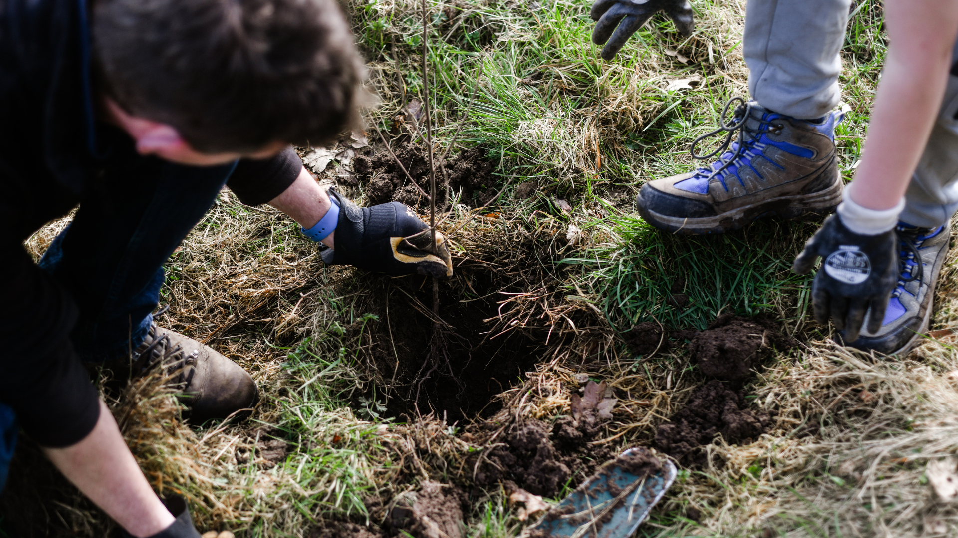Volunteer Community Foresters: Tree Maintenance at Parkview
