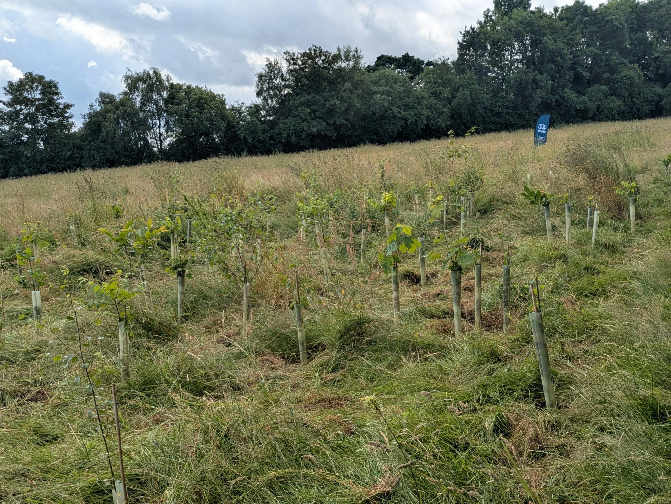 26.06.27 after veg mgmt 3.jpg