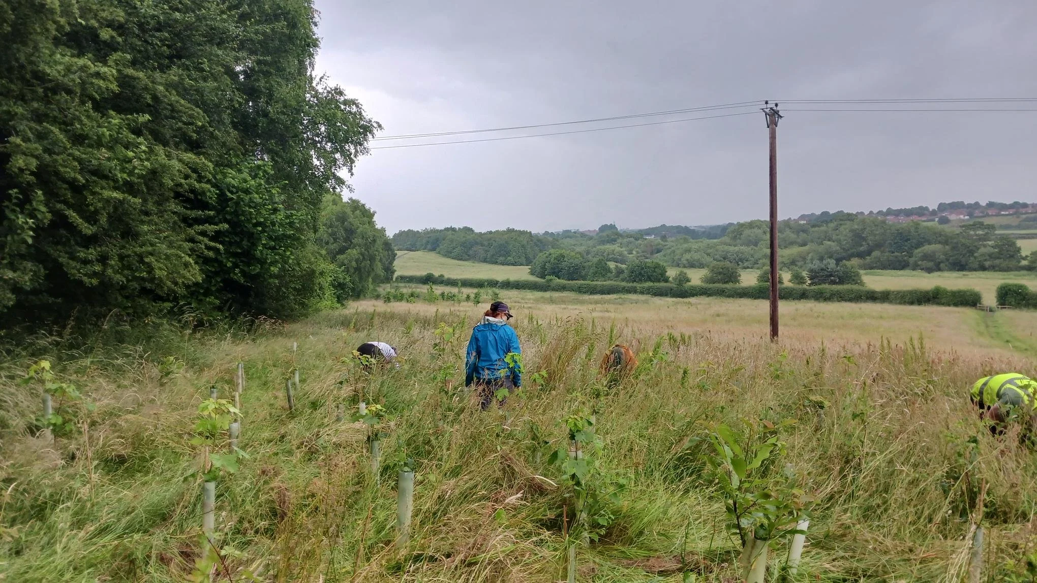 26.06.27 vols veg mgmt 5.jpg