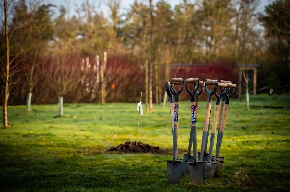 More than 92,000 trees planted across Cumbria in the 2025-26 planting season