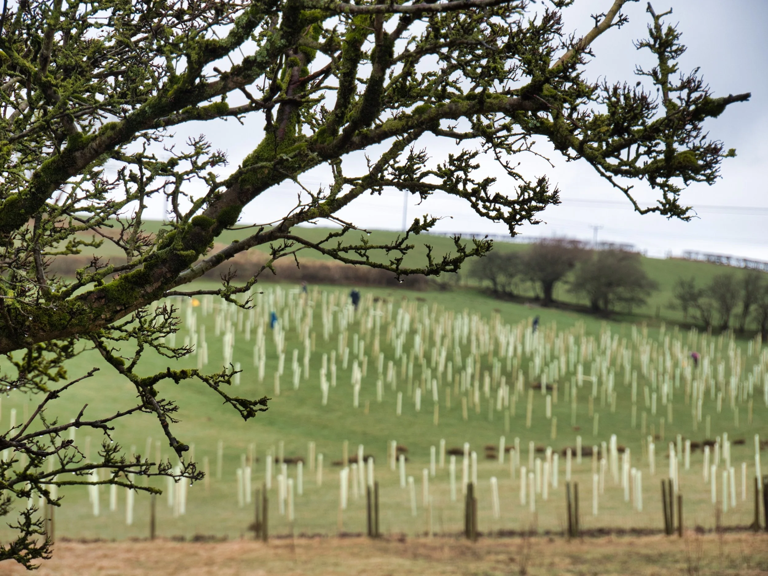 Keekle | Raise: Cumbria Community Forest