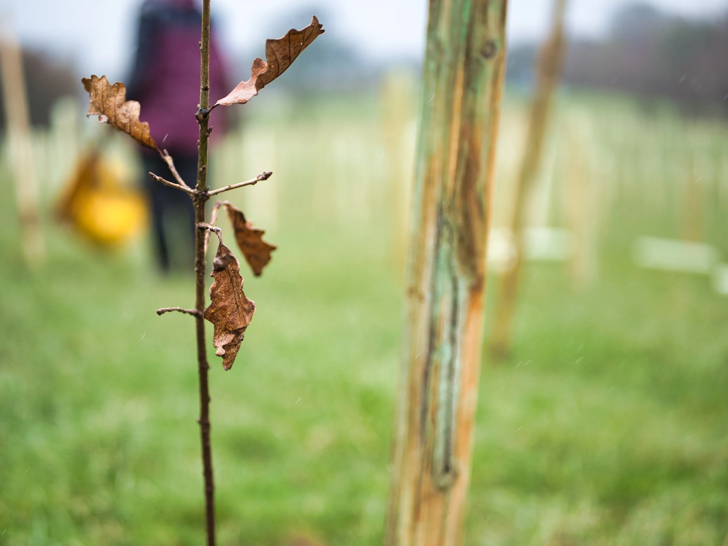 Keekle | Raise: Cumbria Community Forest