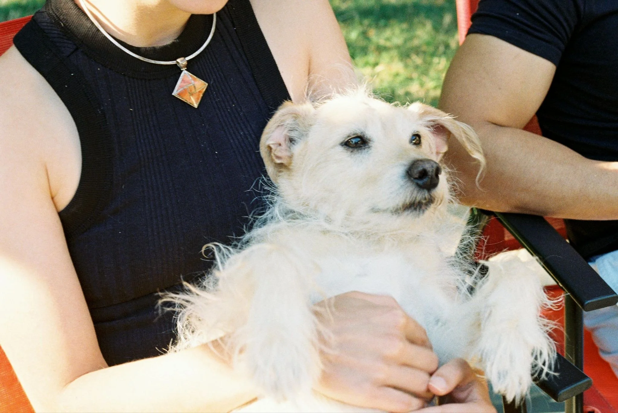 The Pet Parenting Revolution: Mastering China’s Evolving Pet Economy